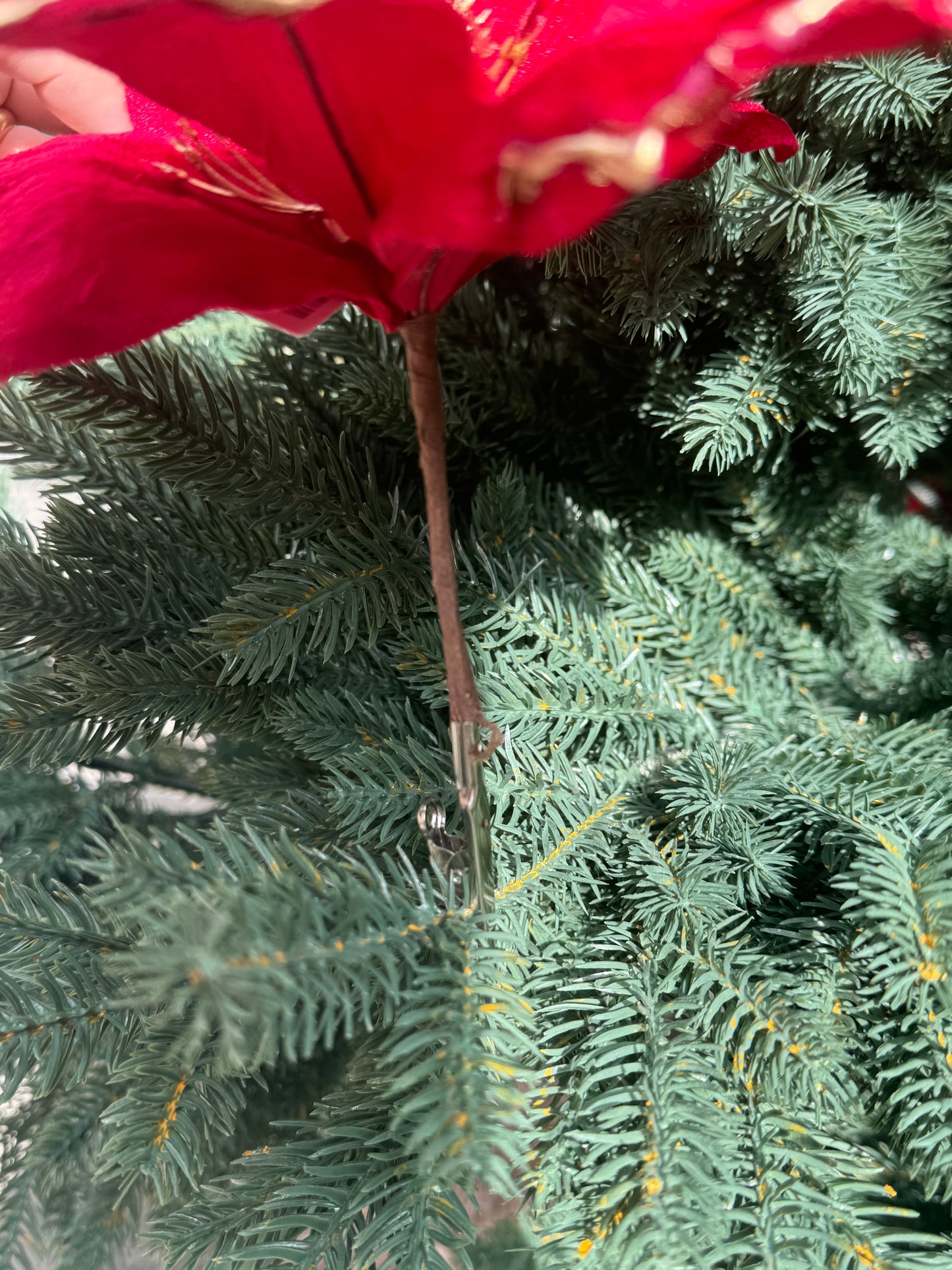 Magnolia e stella di Natale