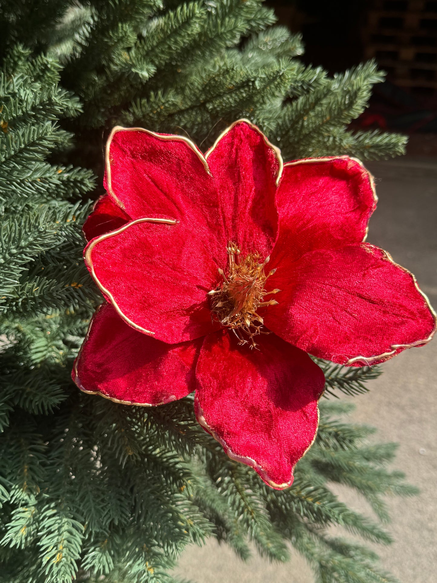 Magnolia e stella di Natale