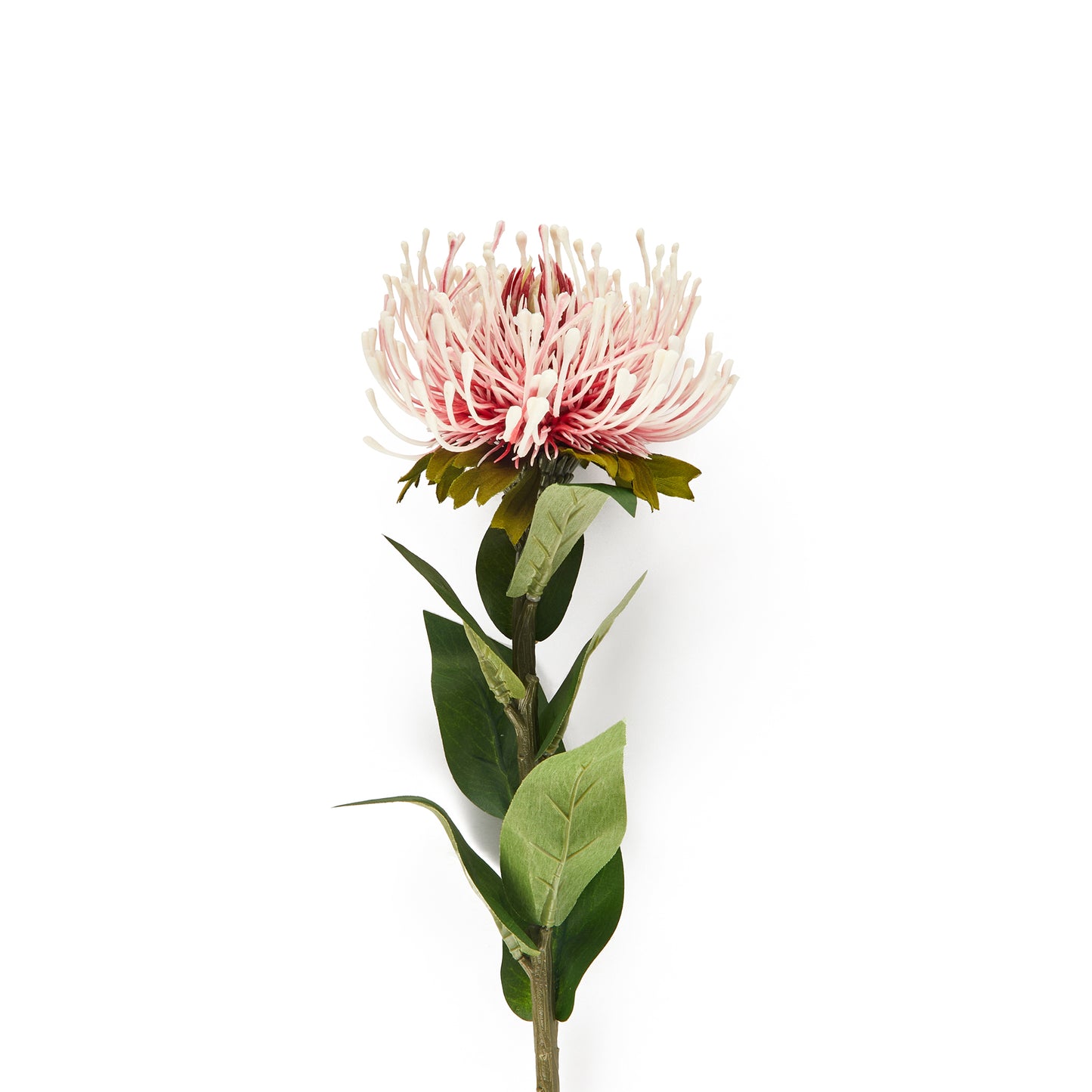 Protea