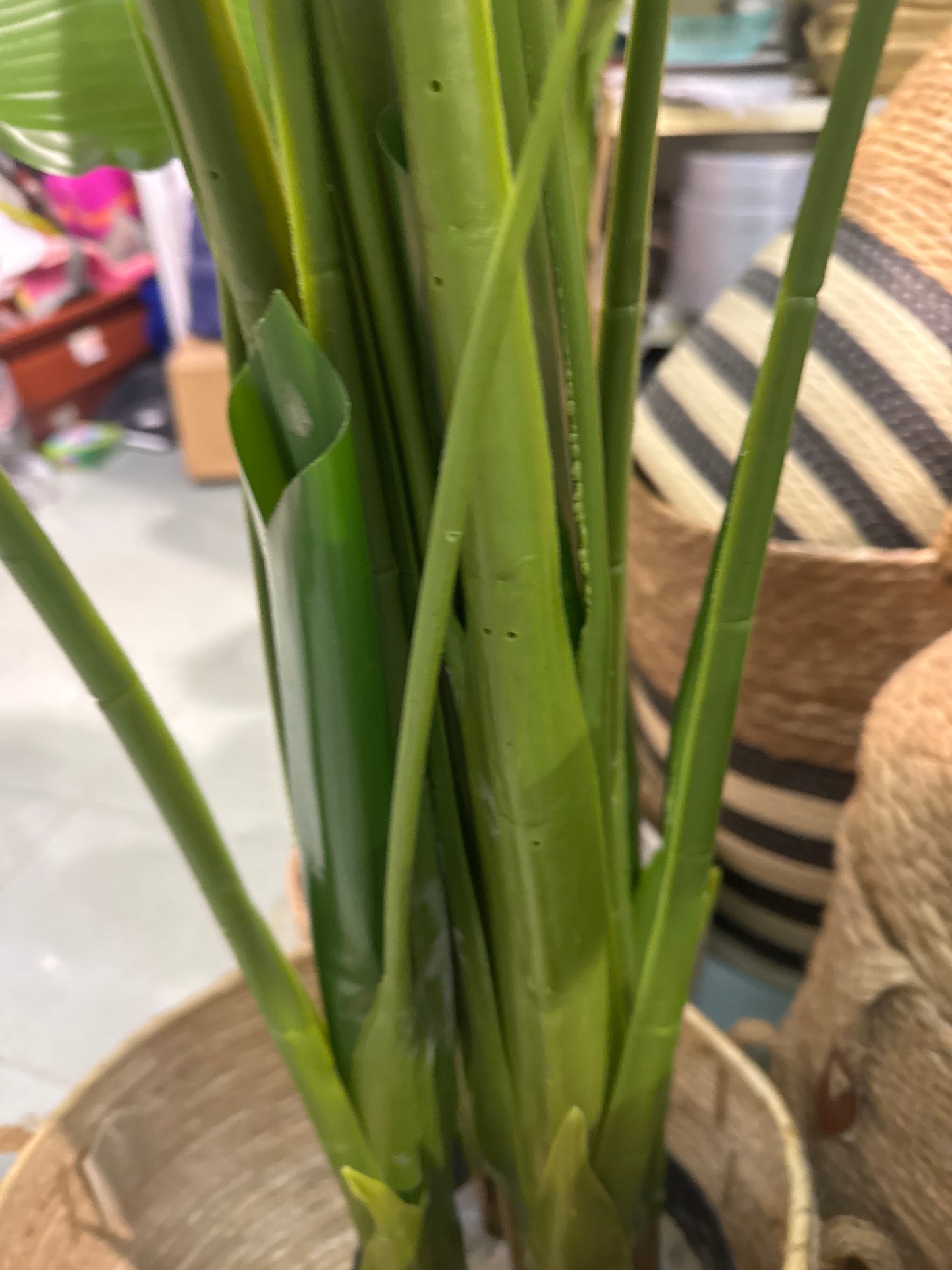 Pianta banano