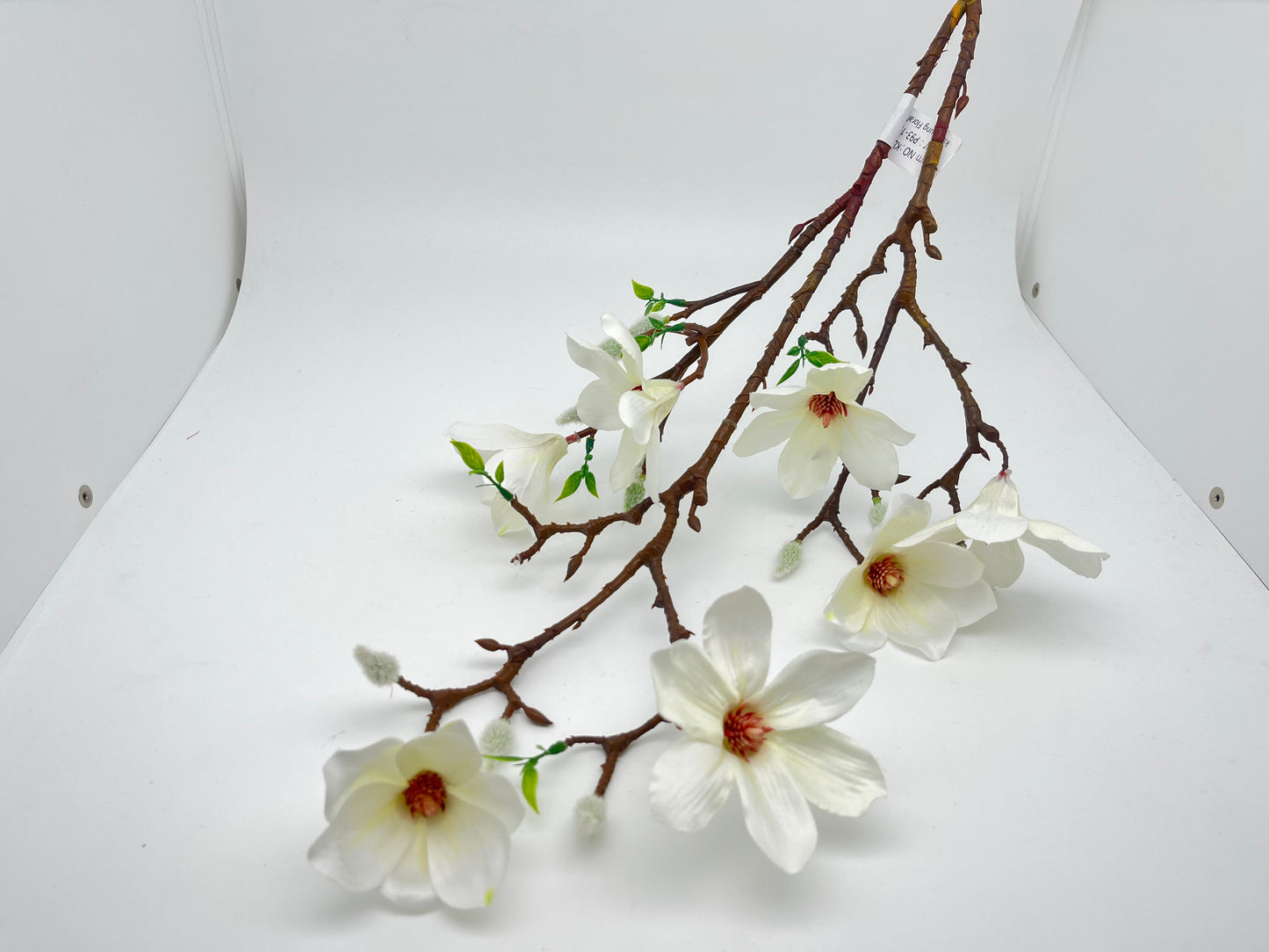 Magnolia