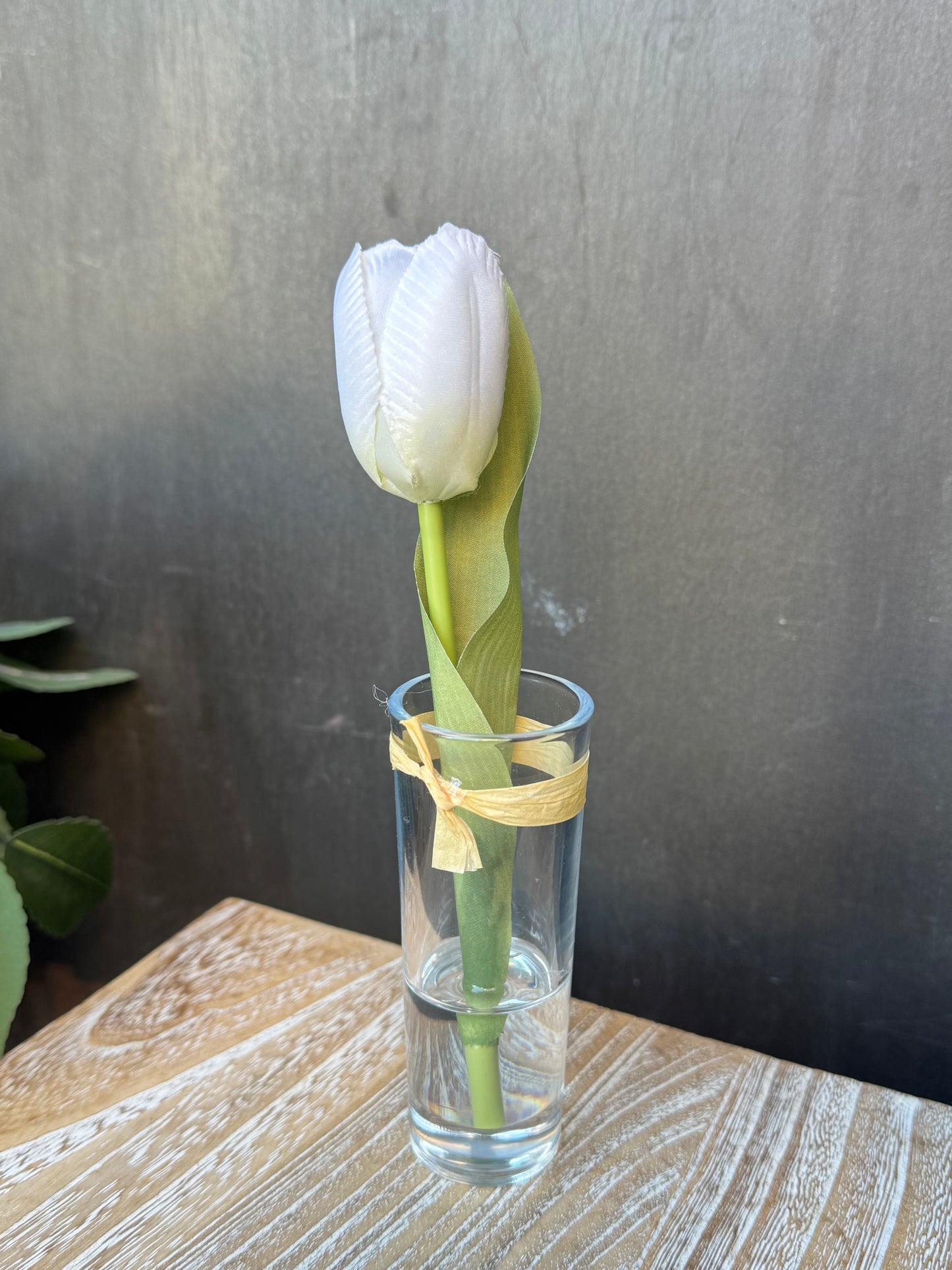 Tulipano