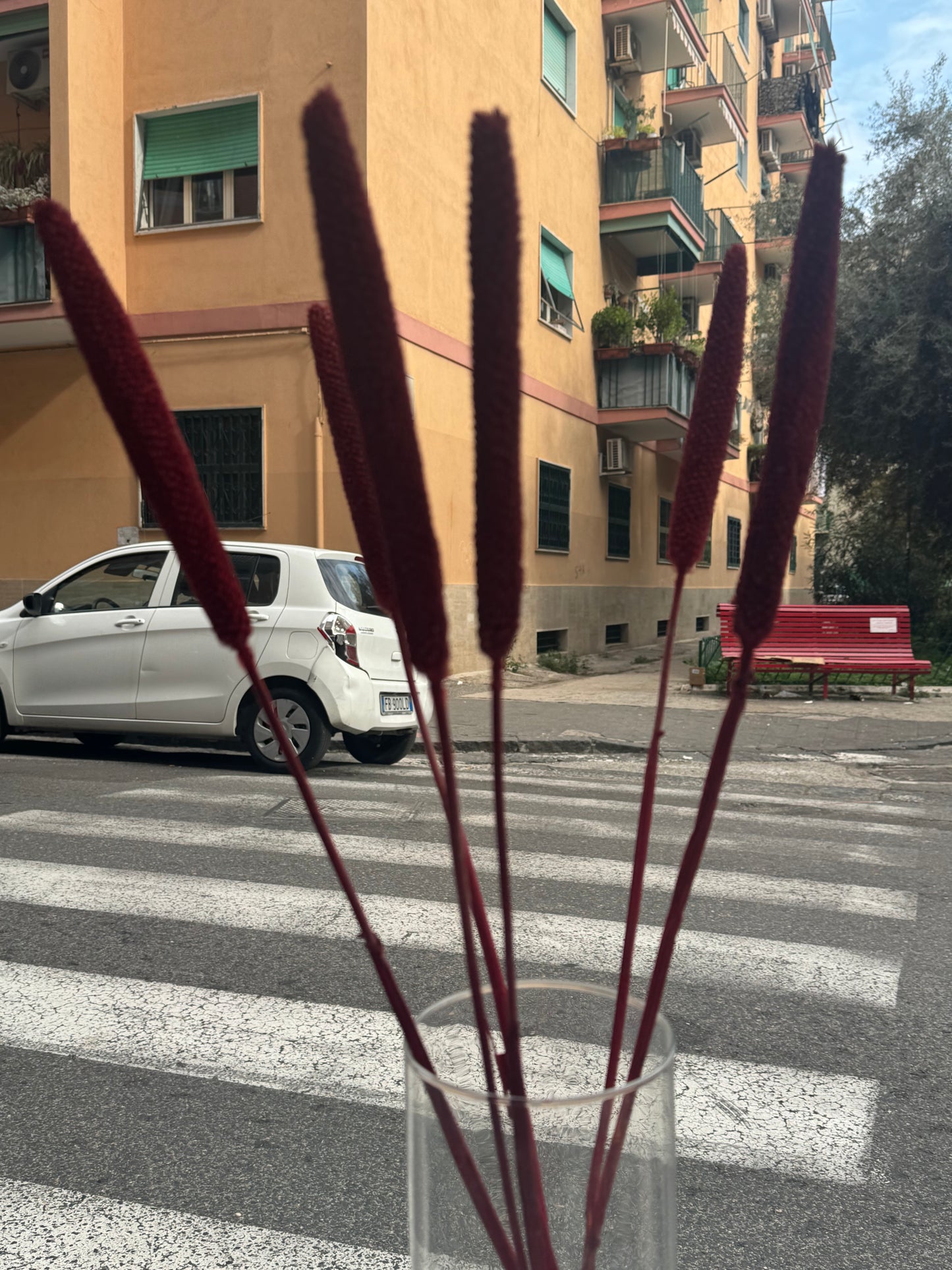Fiori secchi naturali