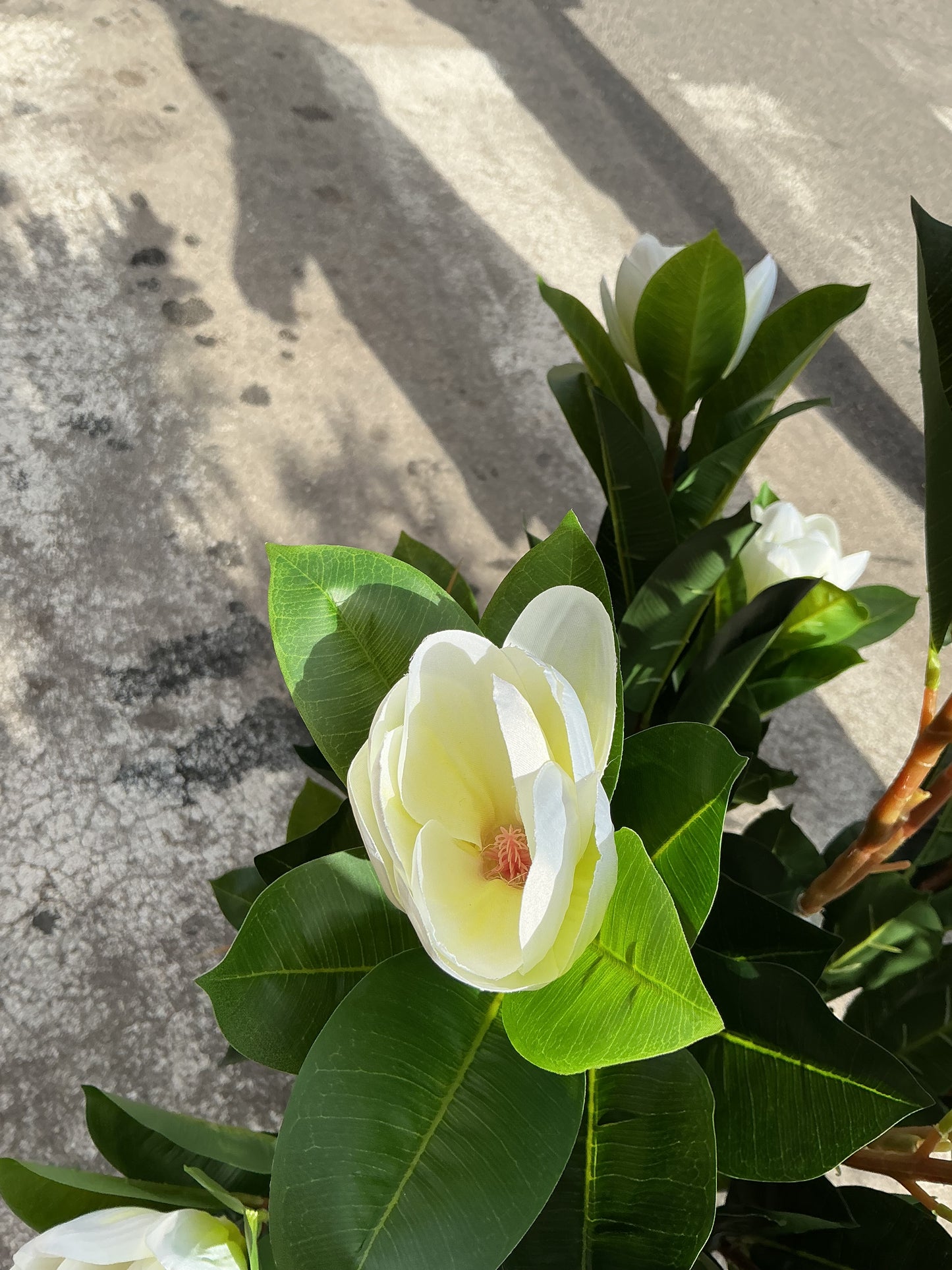Pianta artificiale di magnolia H. 130 cm
