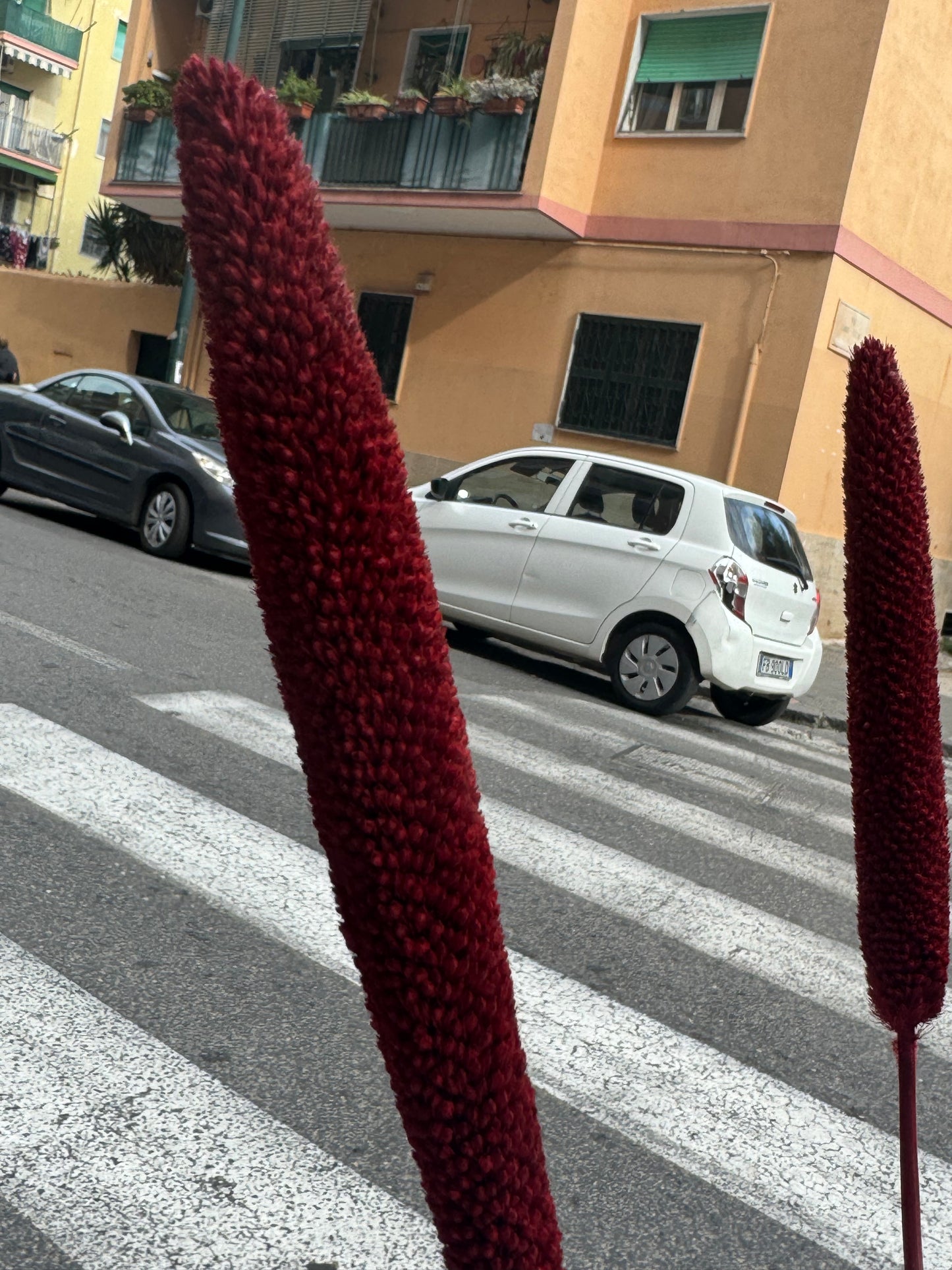 Fiori secchi naturali