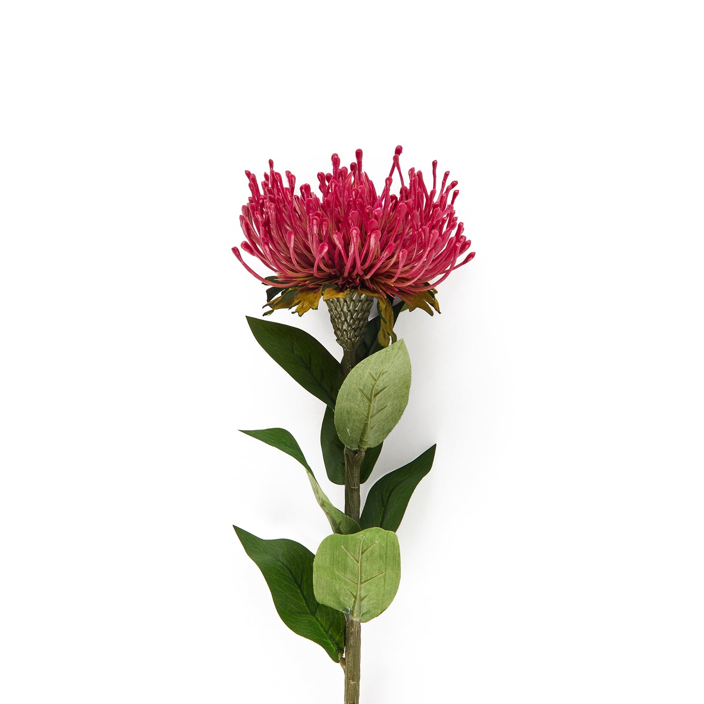Protea
