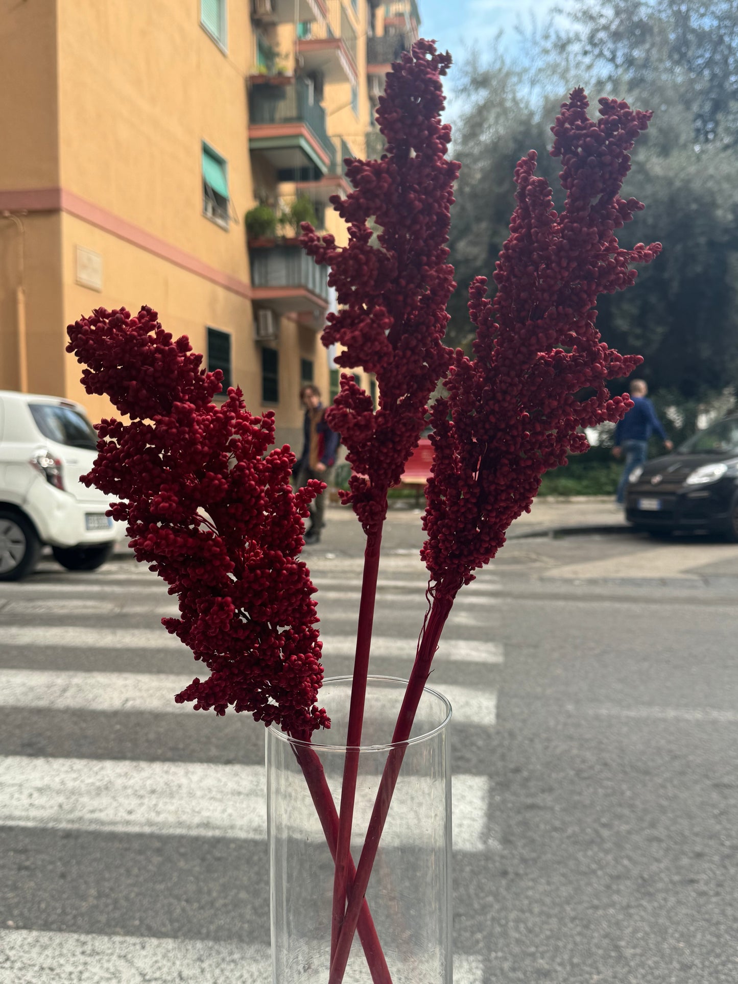 Fiori secchi naturali