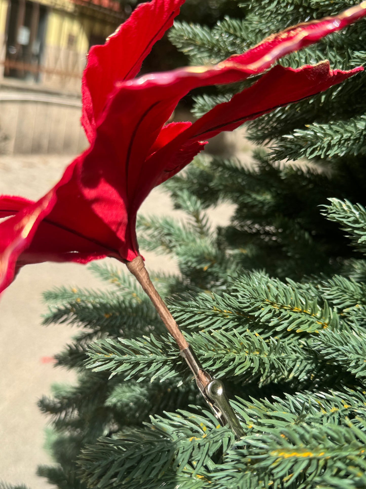 Magnolia e stella di Natale