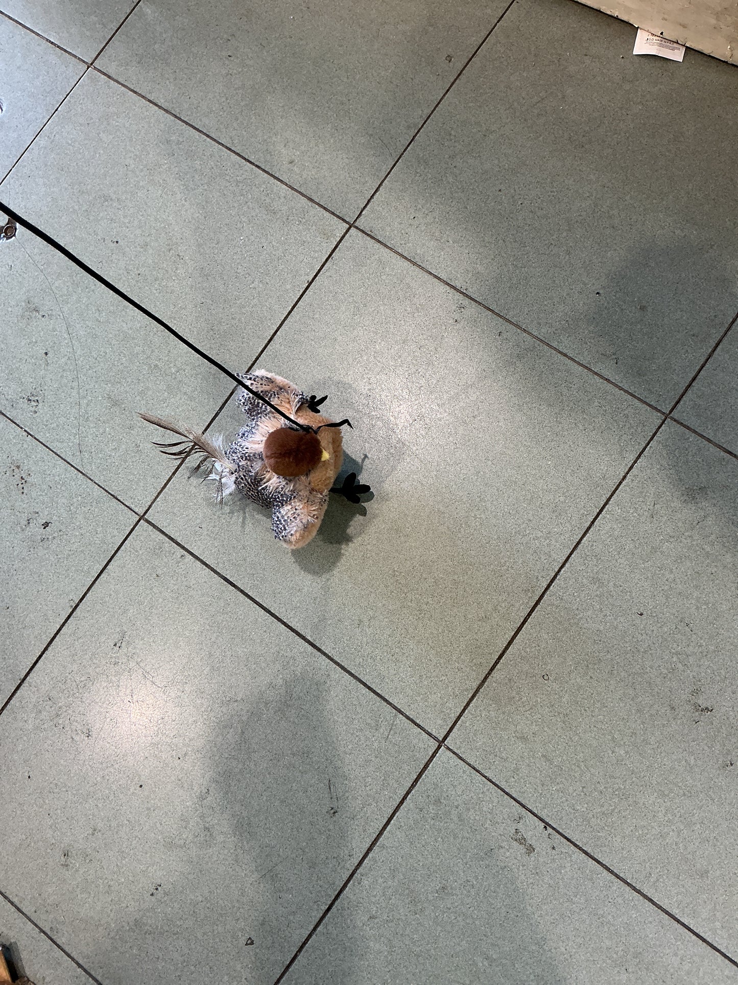 Gioco per cani e gatti