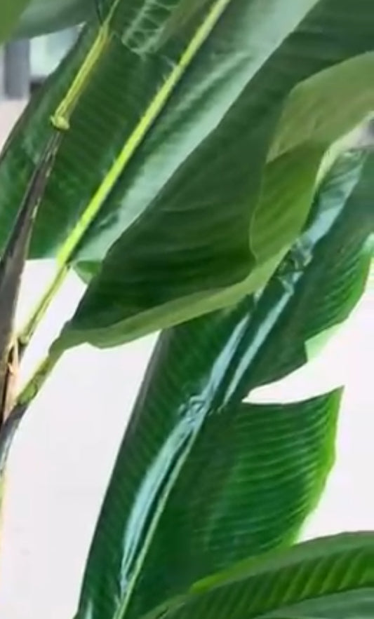 Banano grande 2