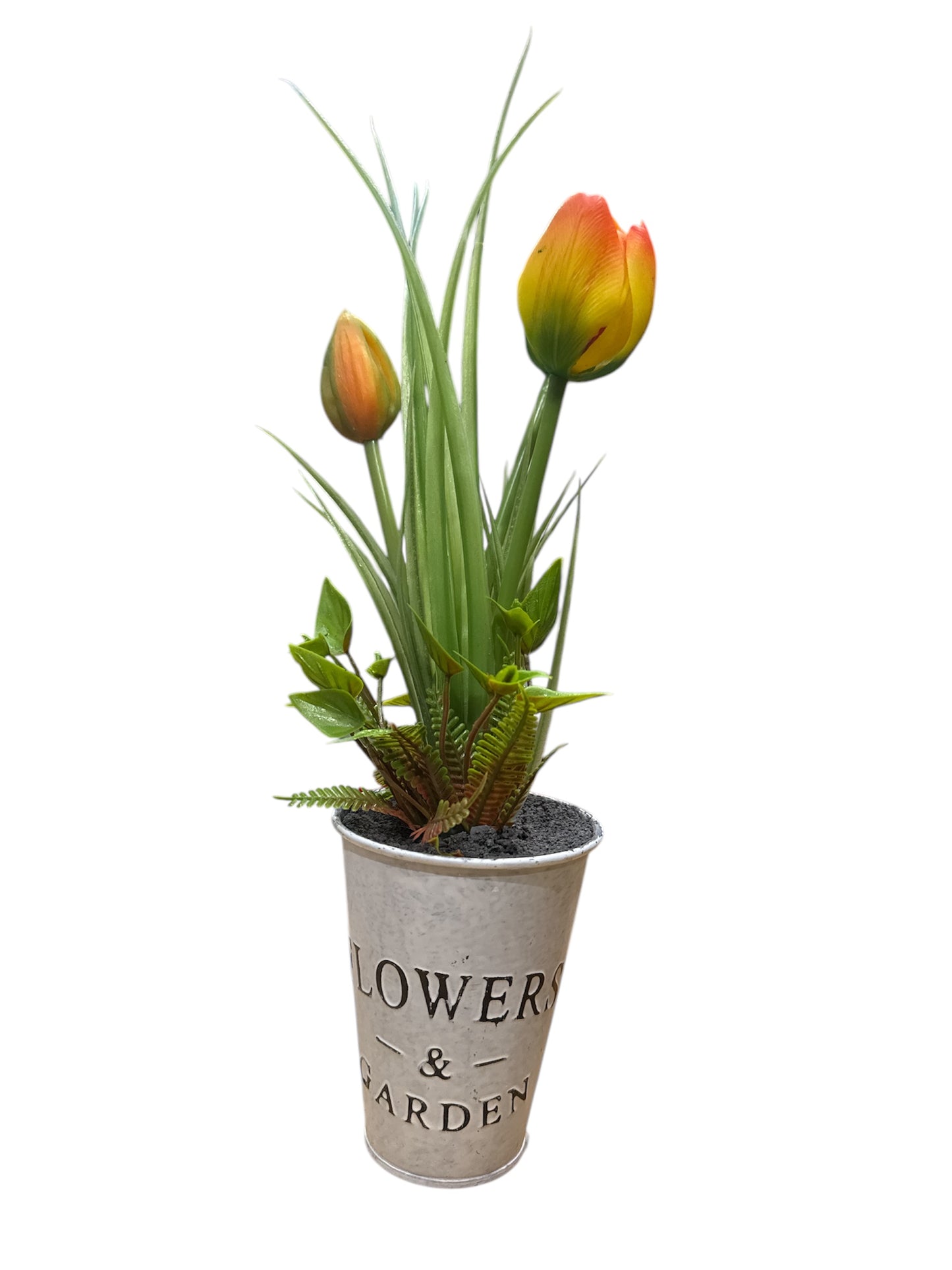 Pianta tulipano