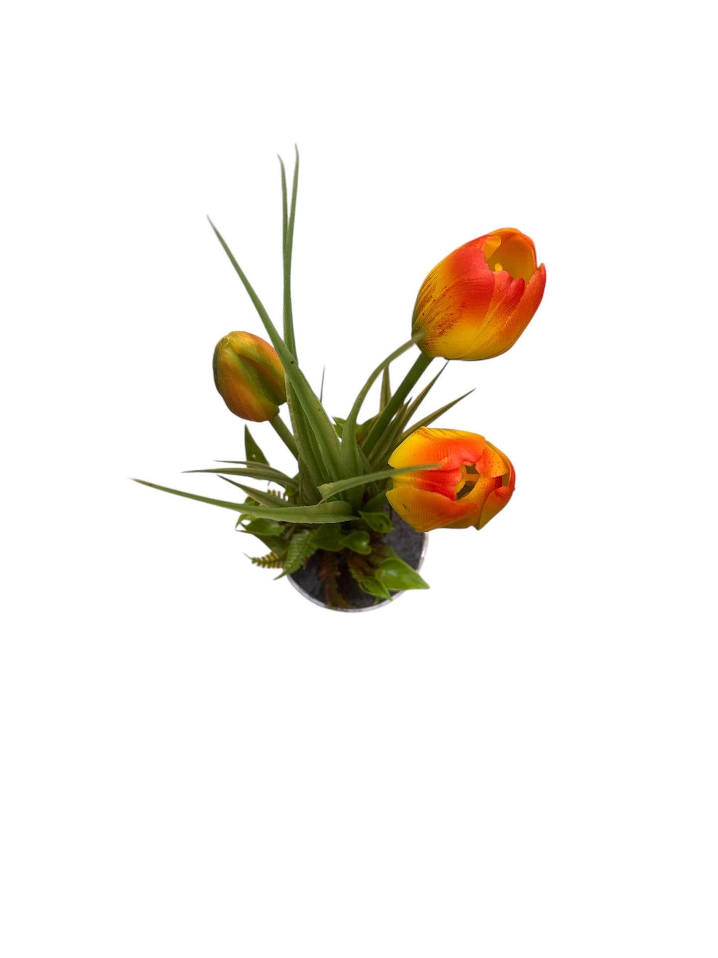 Pianta tulipano