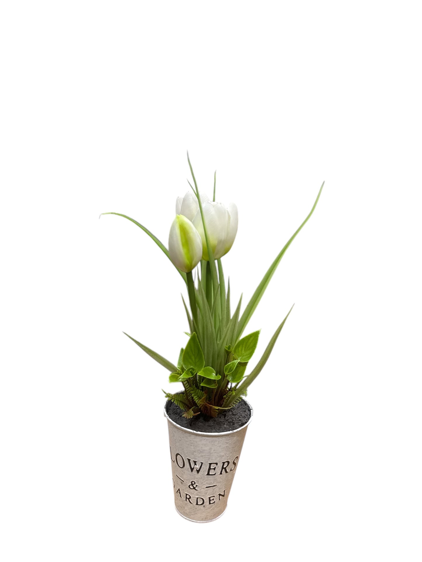 Pianta tulipano