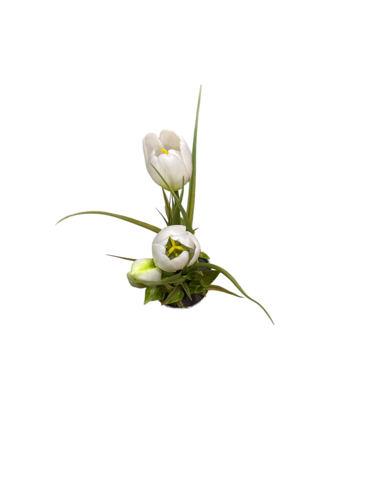 Pianta tulipano