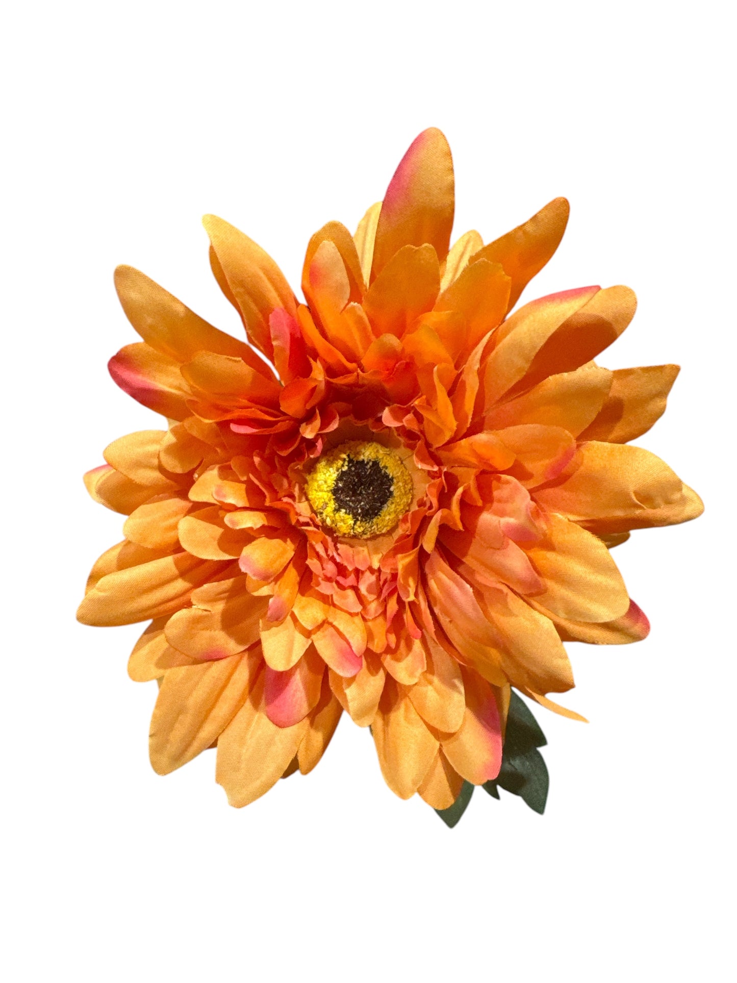 Gerbera
