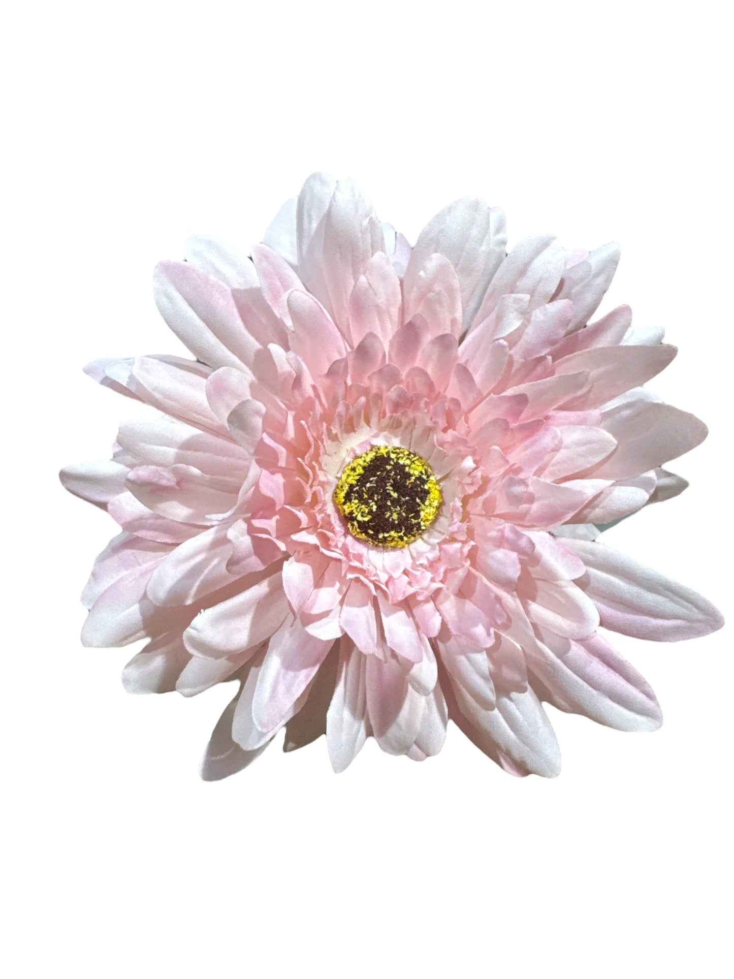 Gerbera