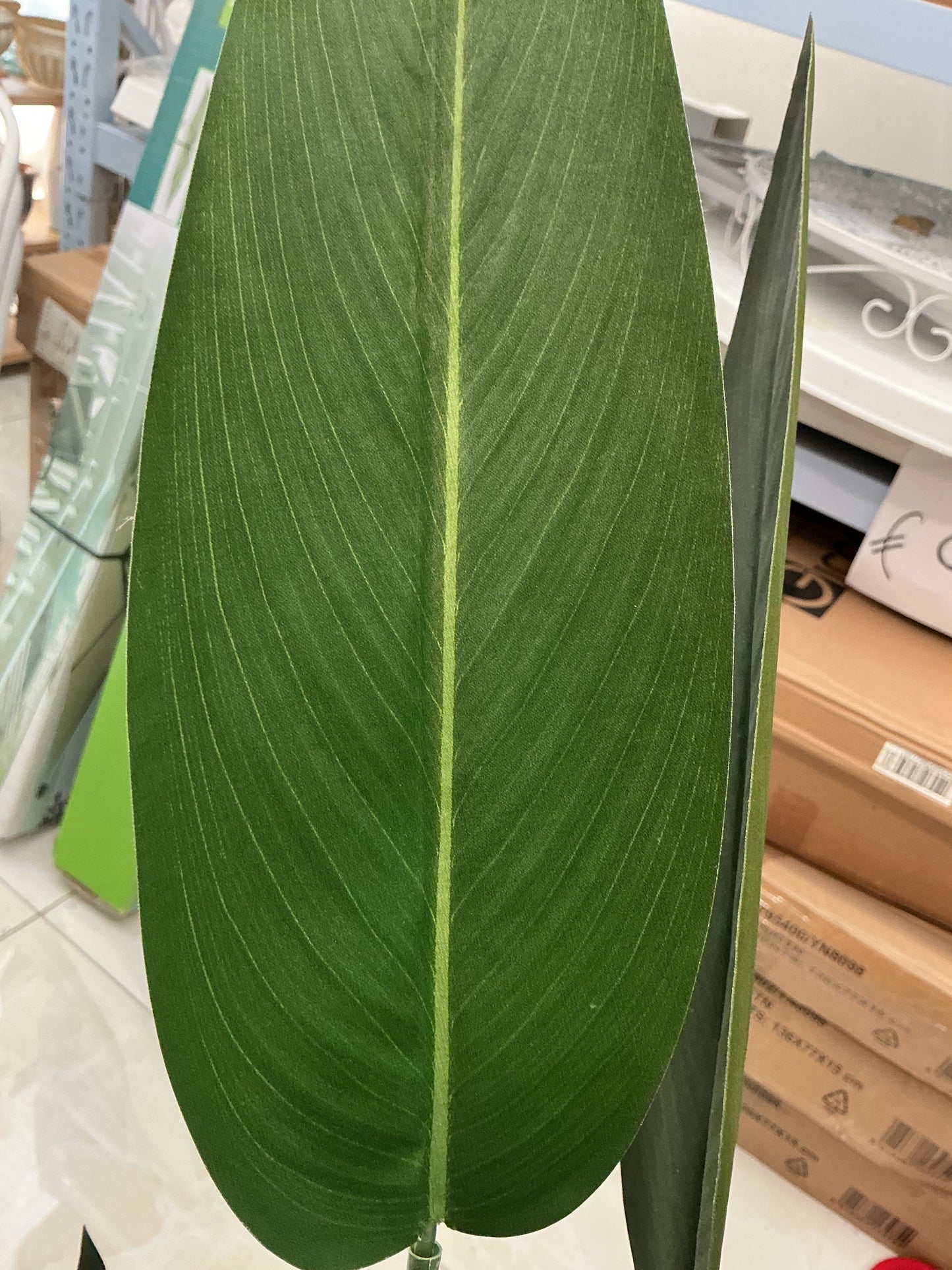 Pianta banano foglie tessuto
