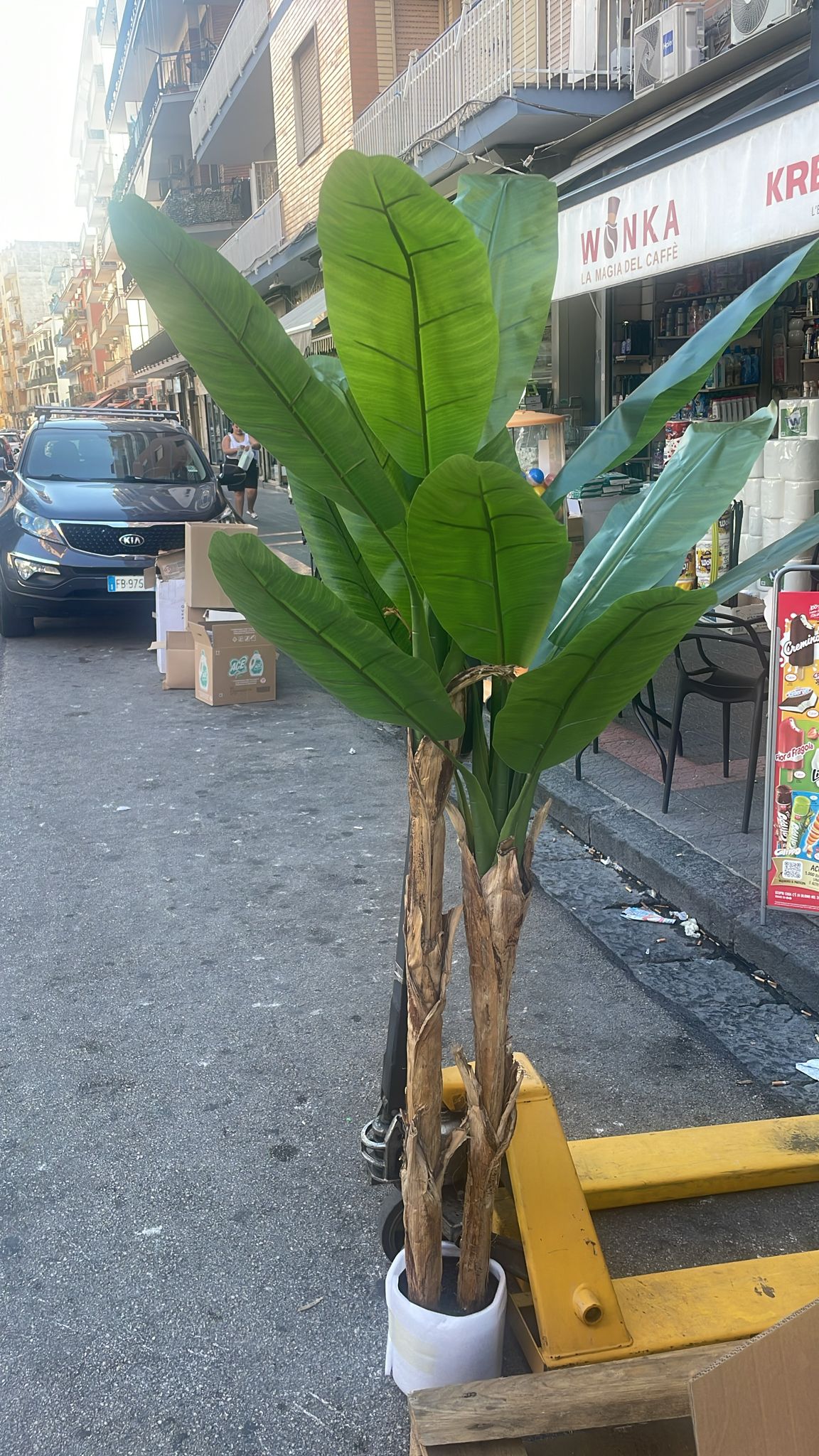 New banano 190 cm