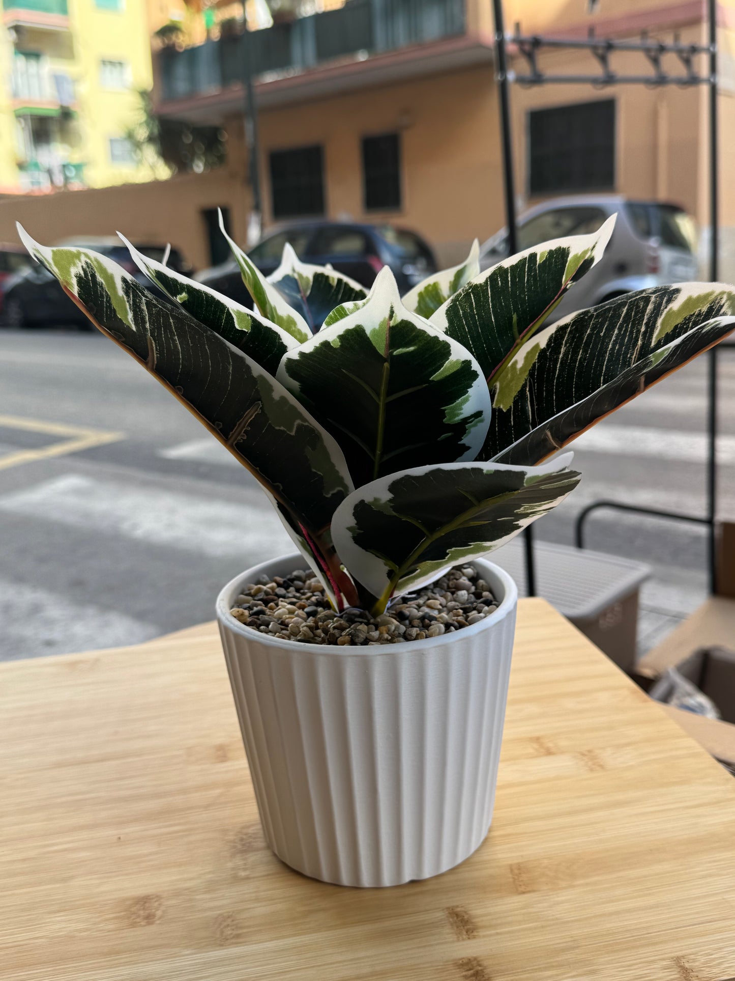 Pianta