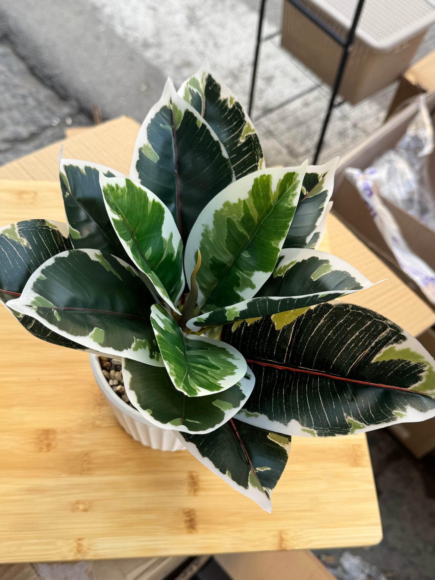 Pianta