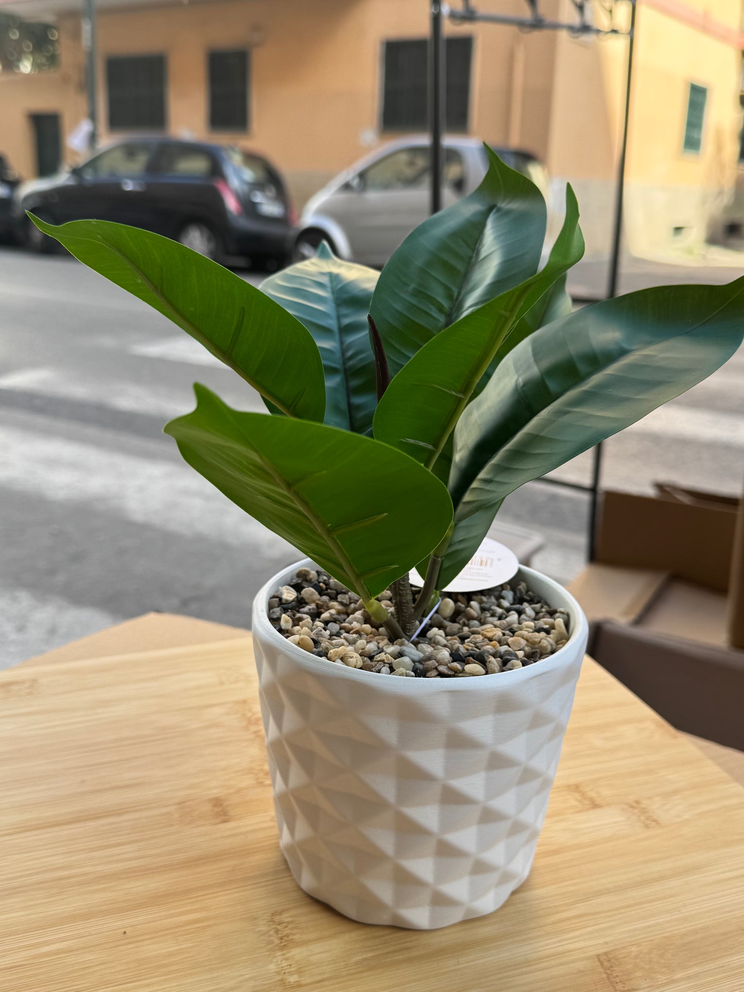 Pianta