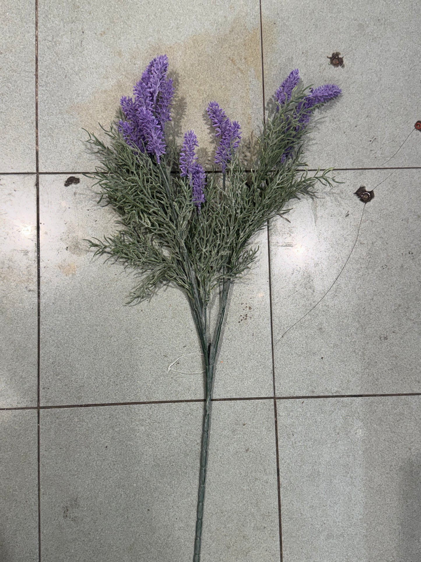 Lavanda