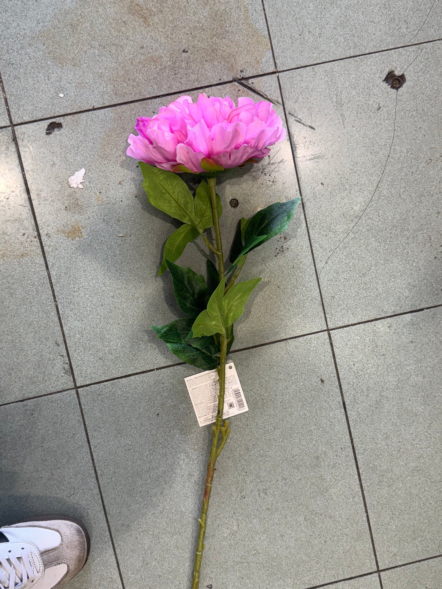 Peonia