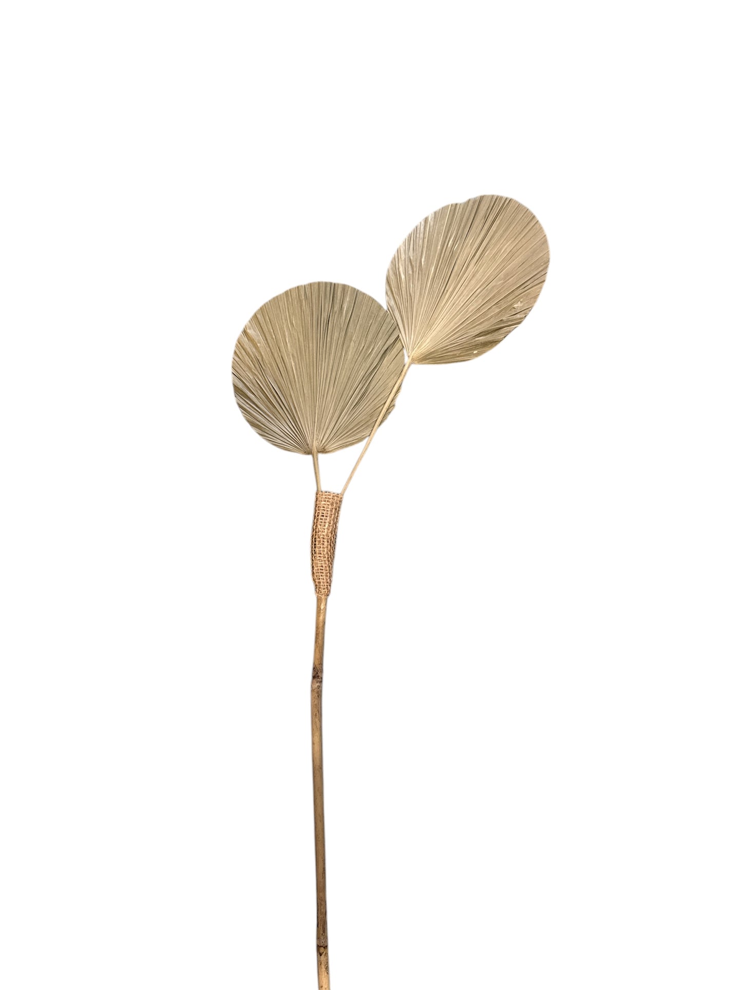 Fiori secchi naturali