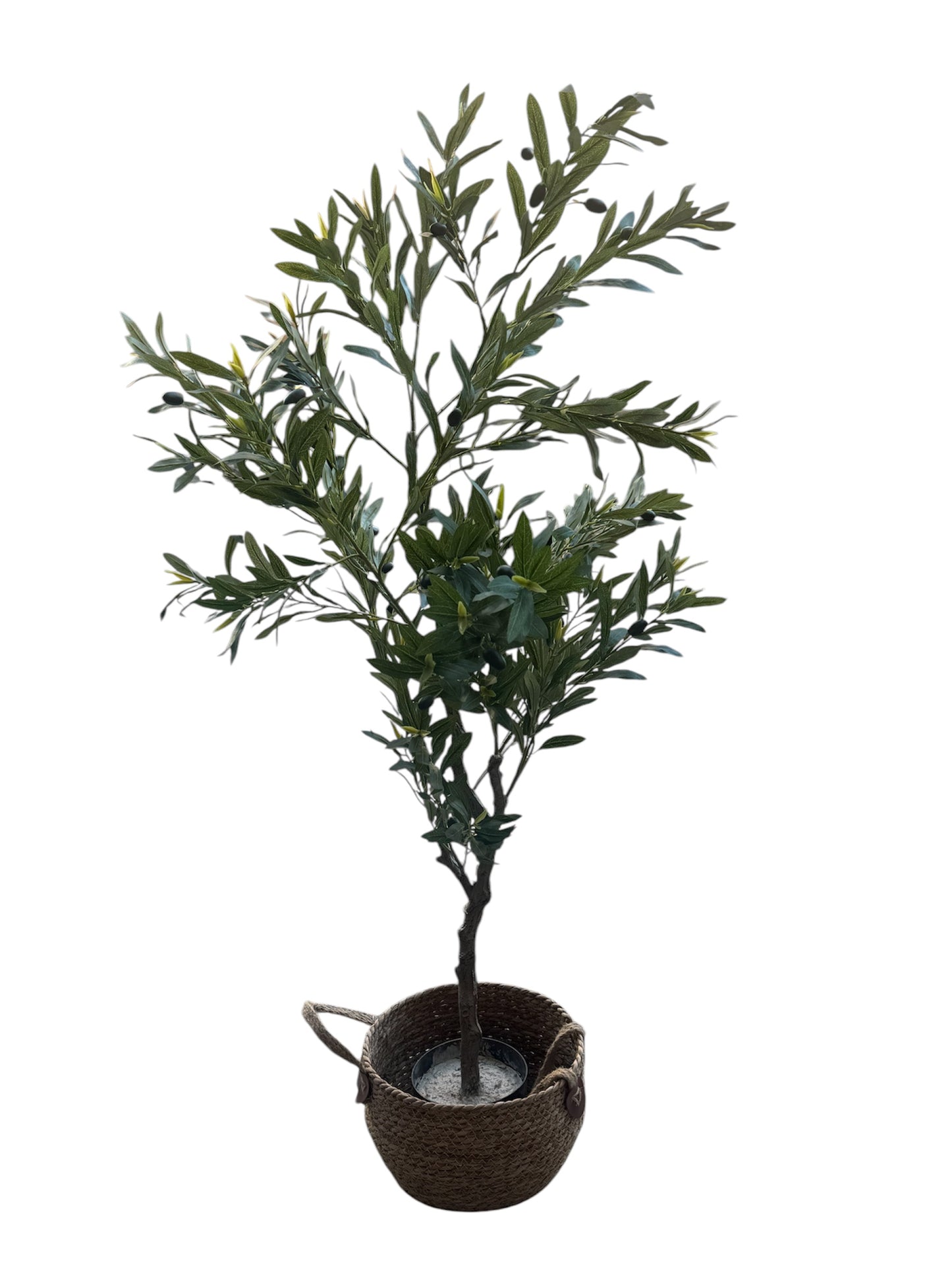 Pianta ulivo