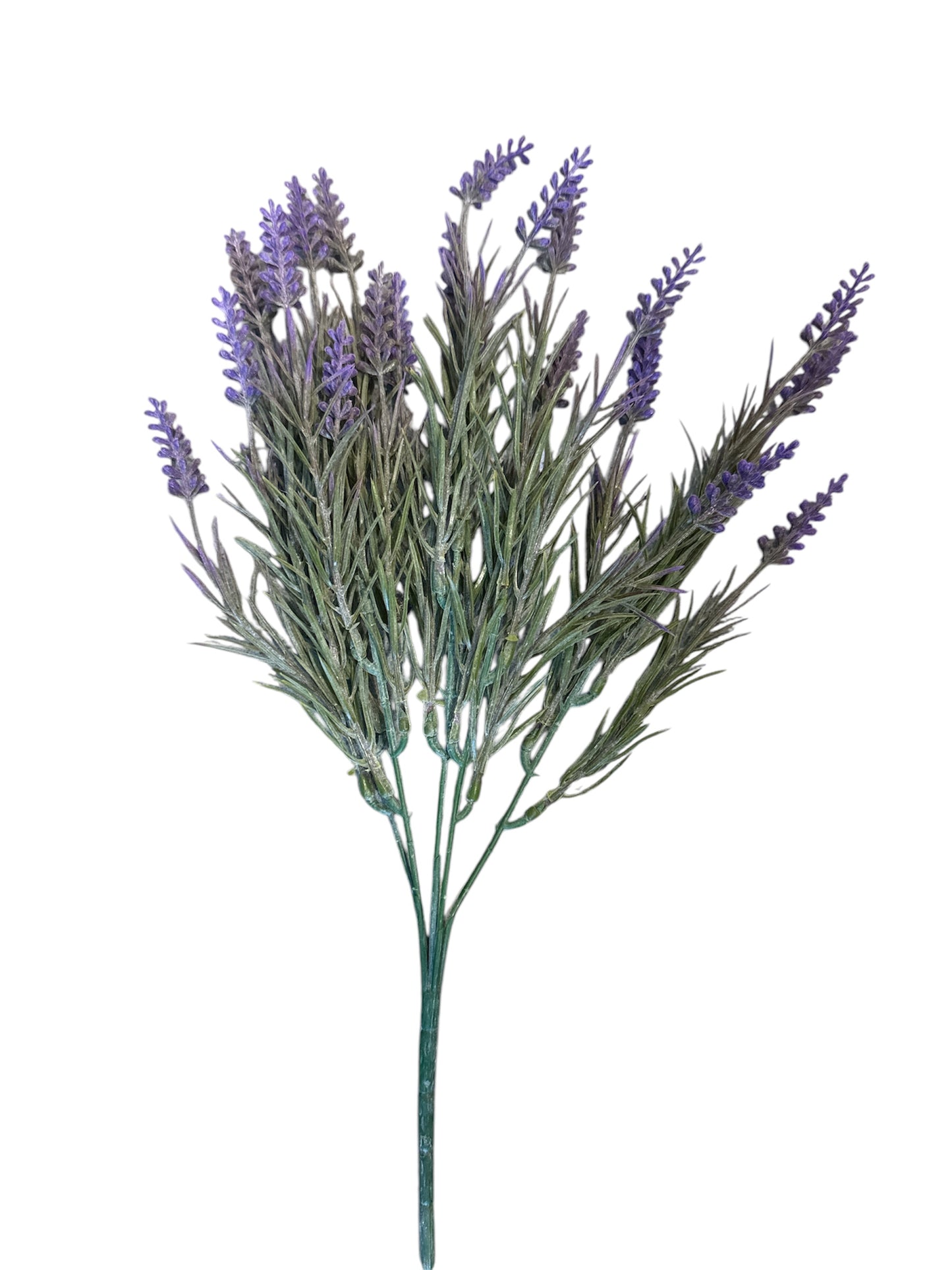 Lavanda