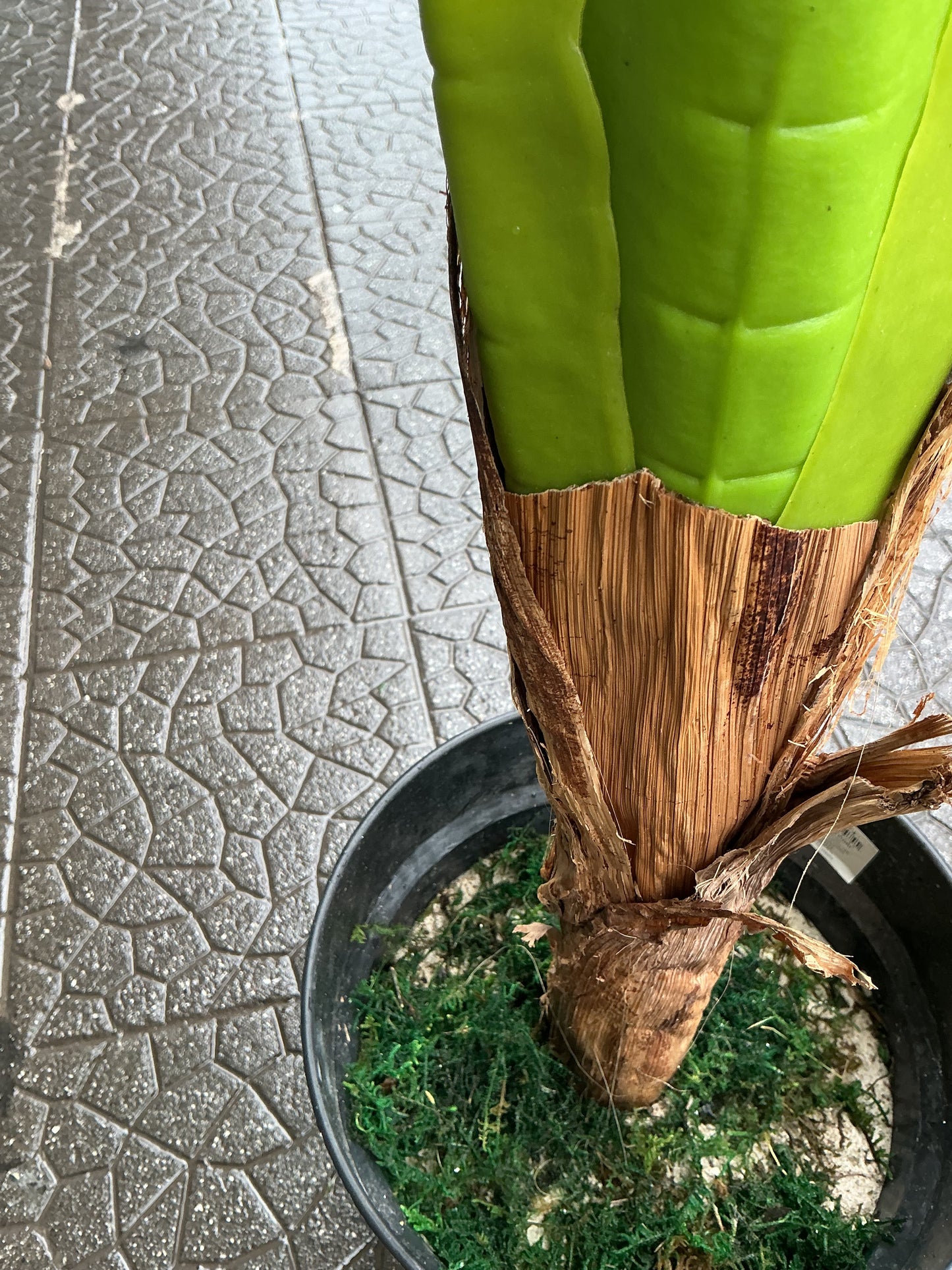 Banano 120 cm 2