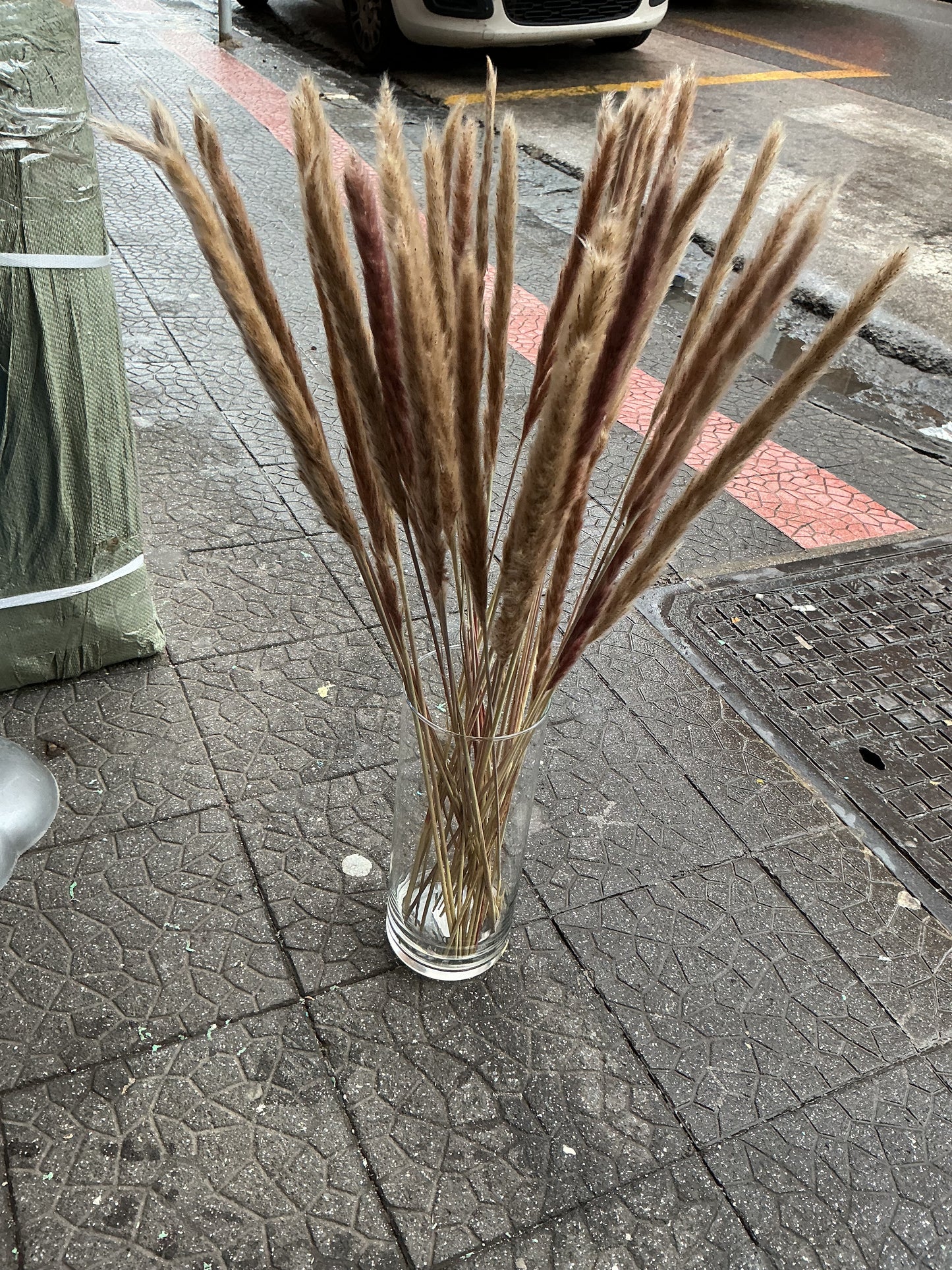 Set 40 Pampas