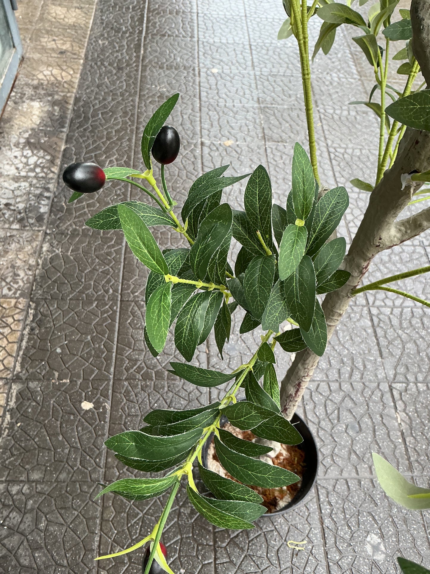 Pianta ulivo 130 cm
