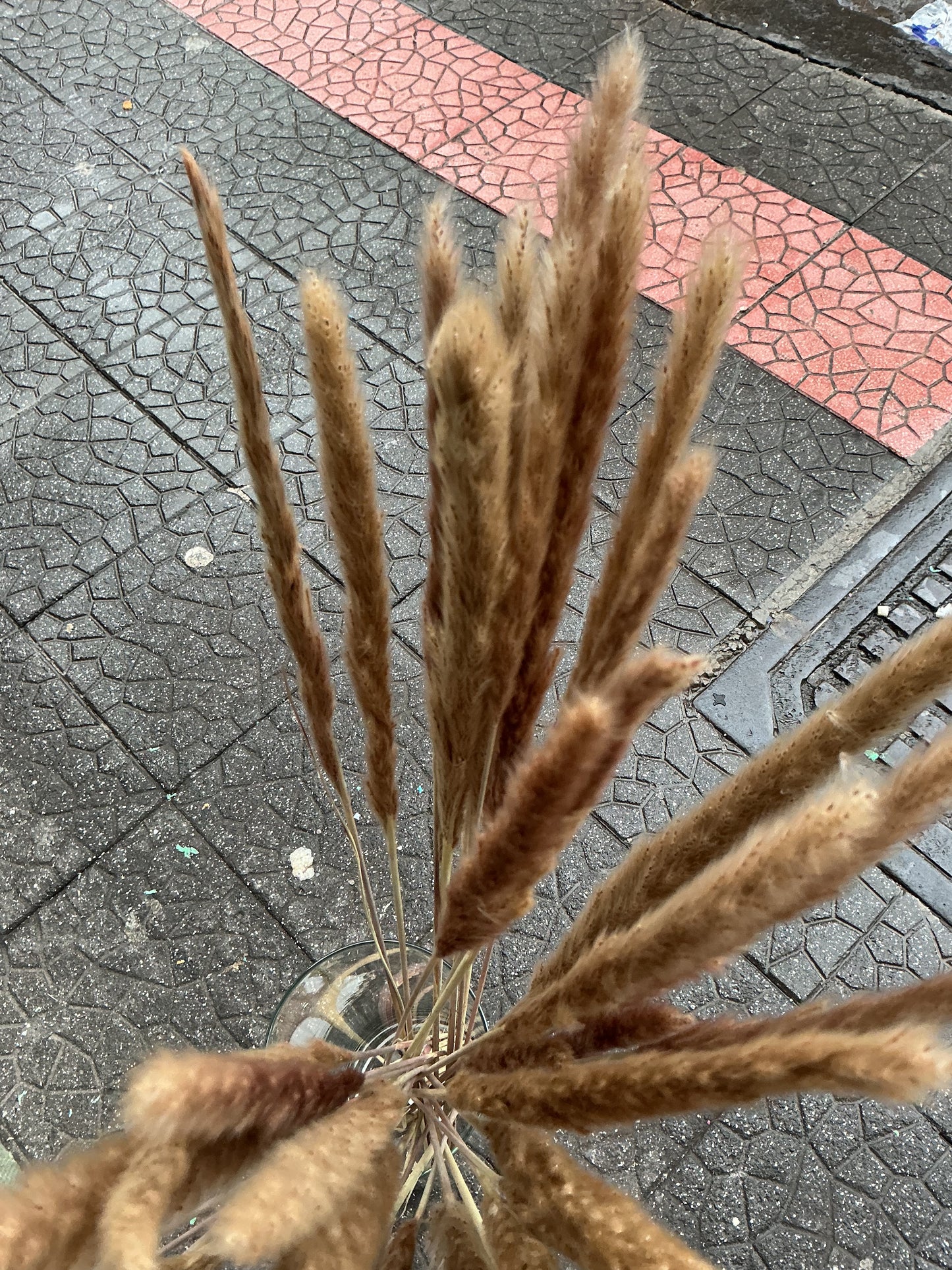 Set 40 Pampas