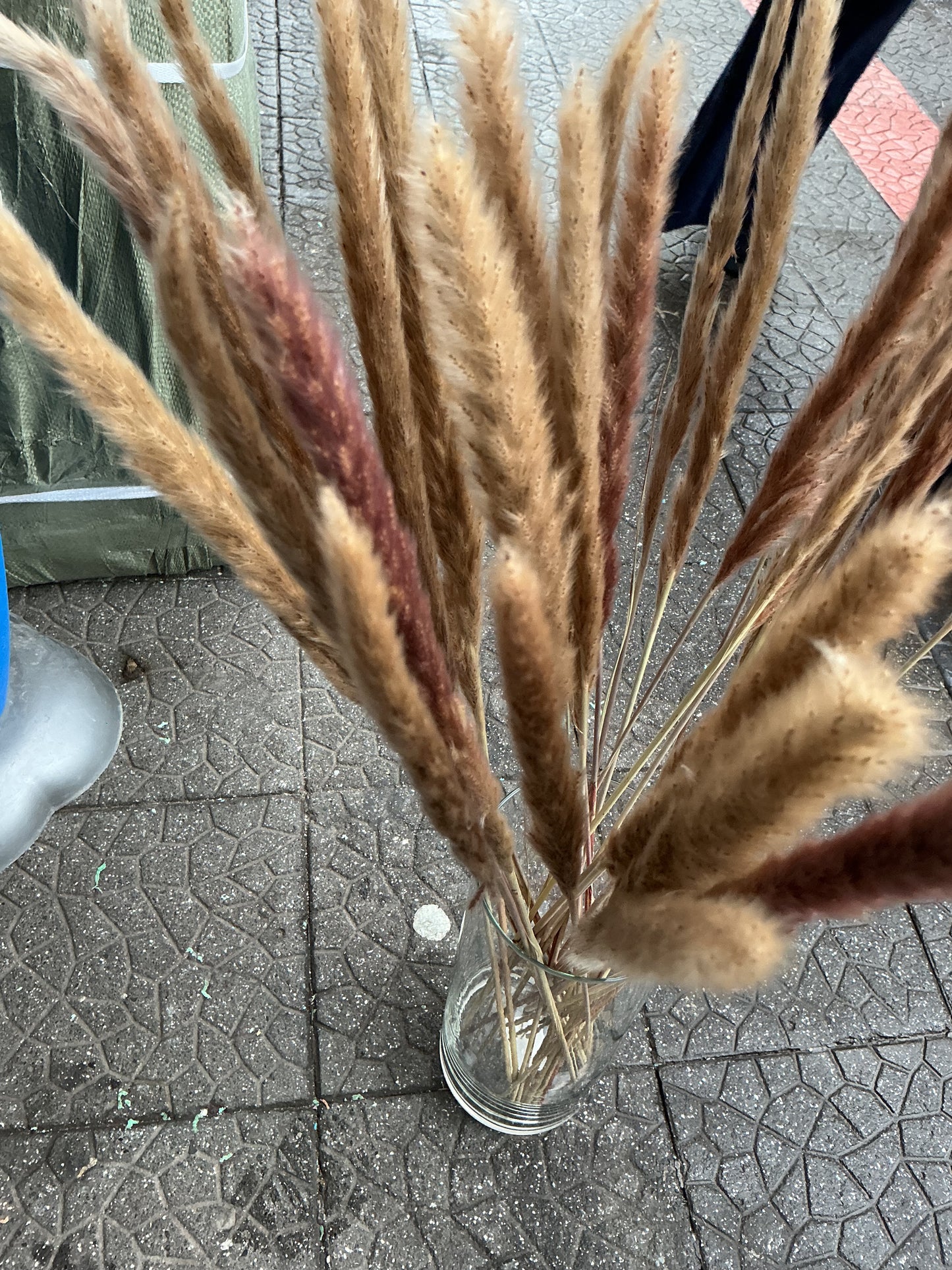 Set 40 Pampas