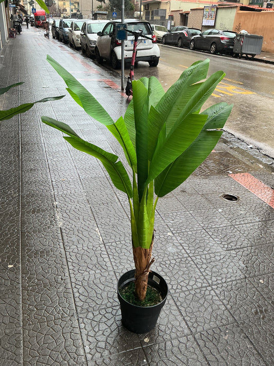 Banano 120 cm 2