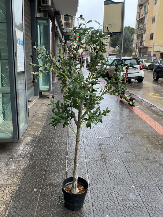 Pianta ulivo 130 cm
