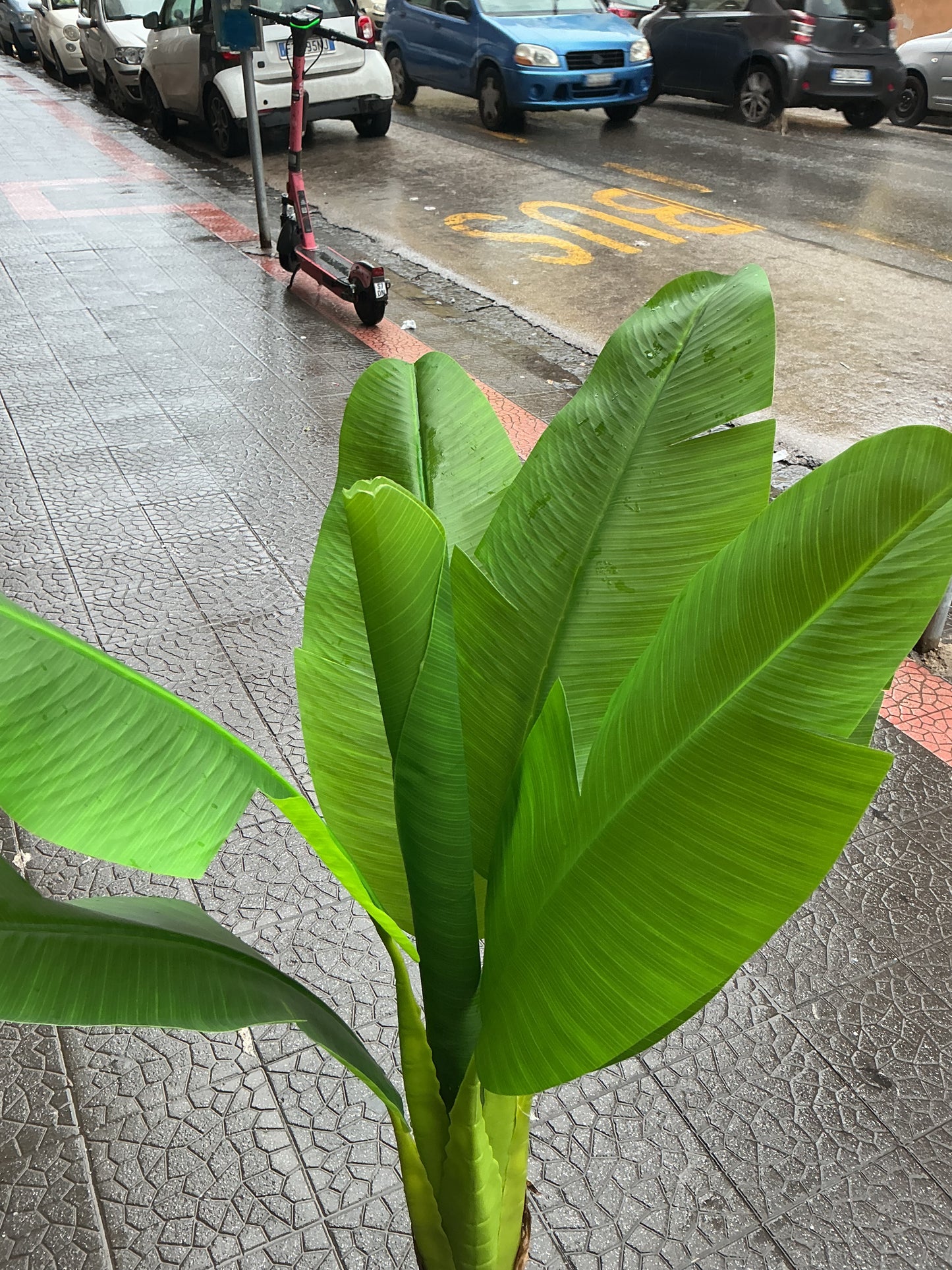 Banano 120 cm 2