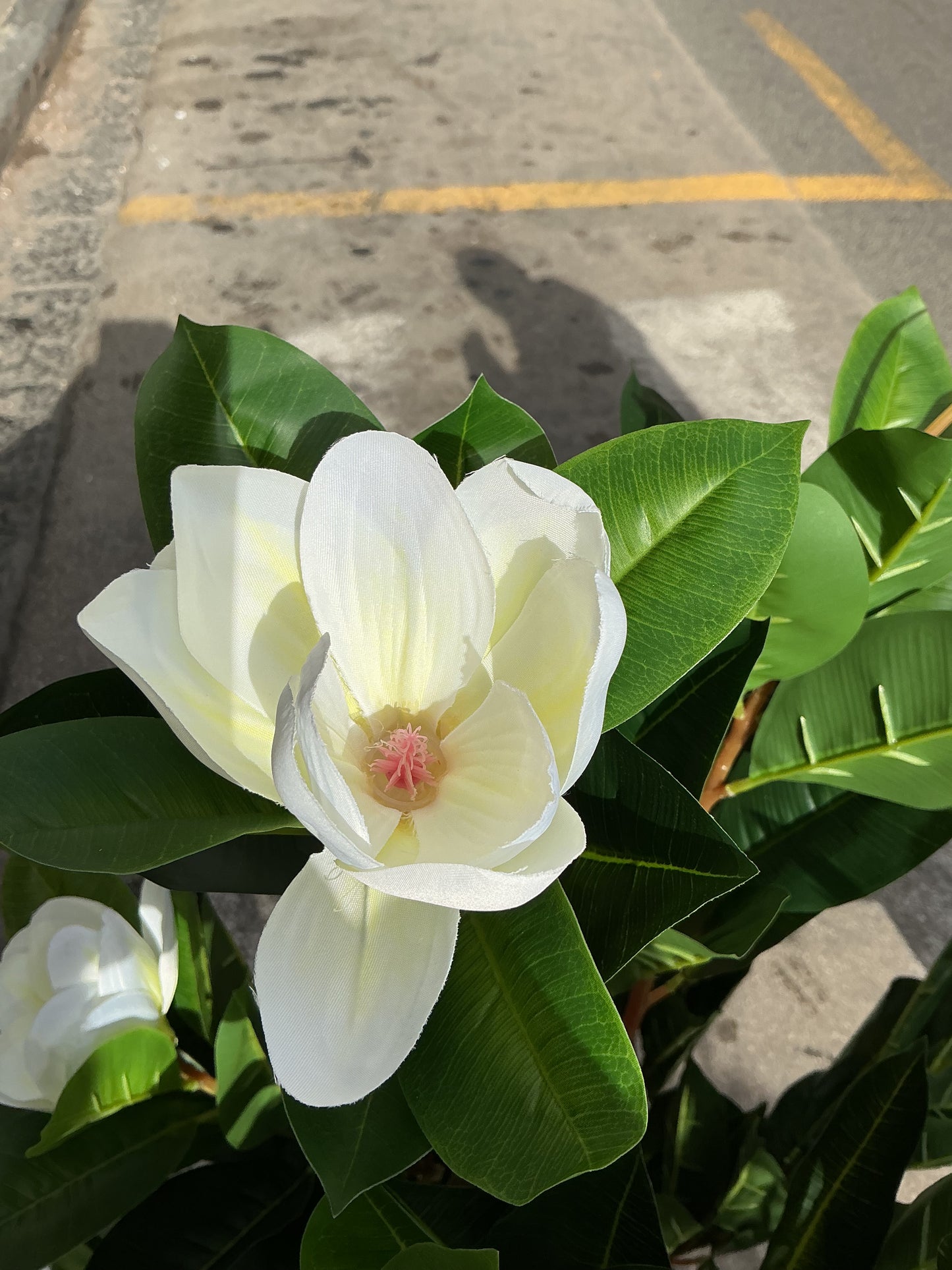 Pianta artificiale di magnolia H. 130 cm