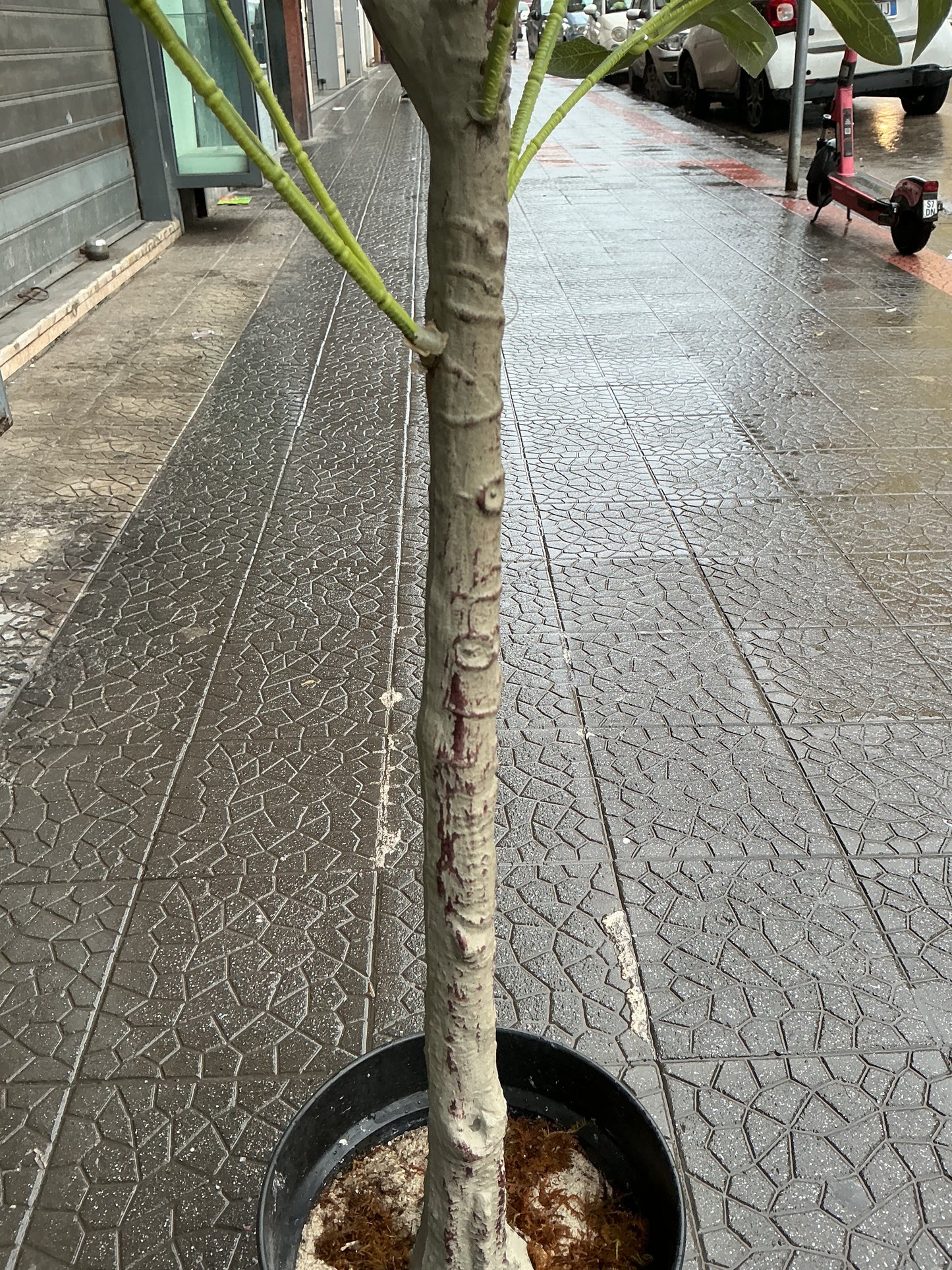 Pianta ulivo 130 cm