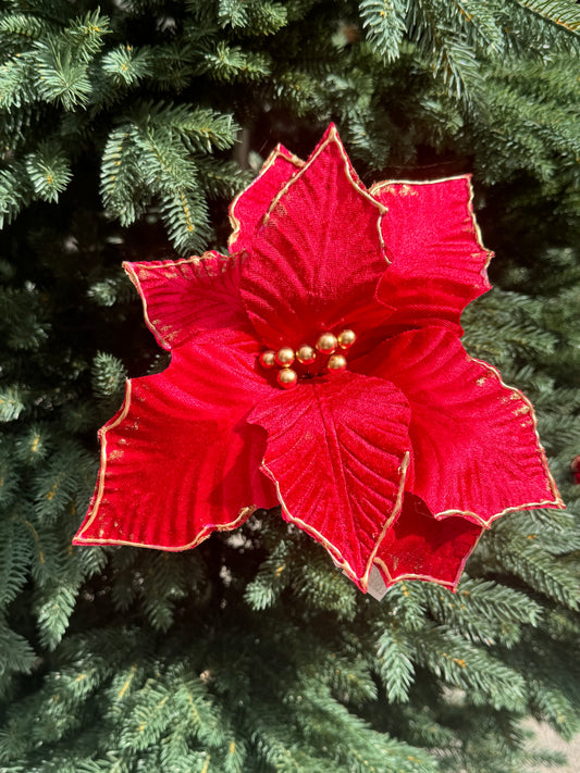 Magnolia e stella di Natale