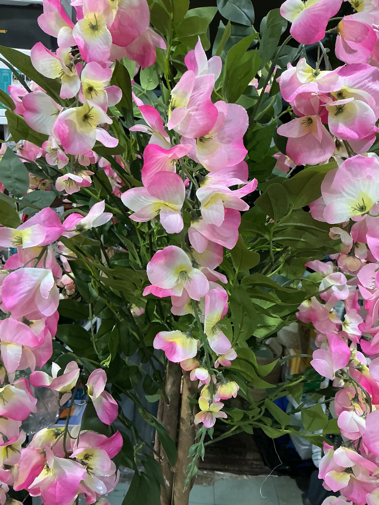 Pianta di glicine 135 cm escluso di vaso