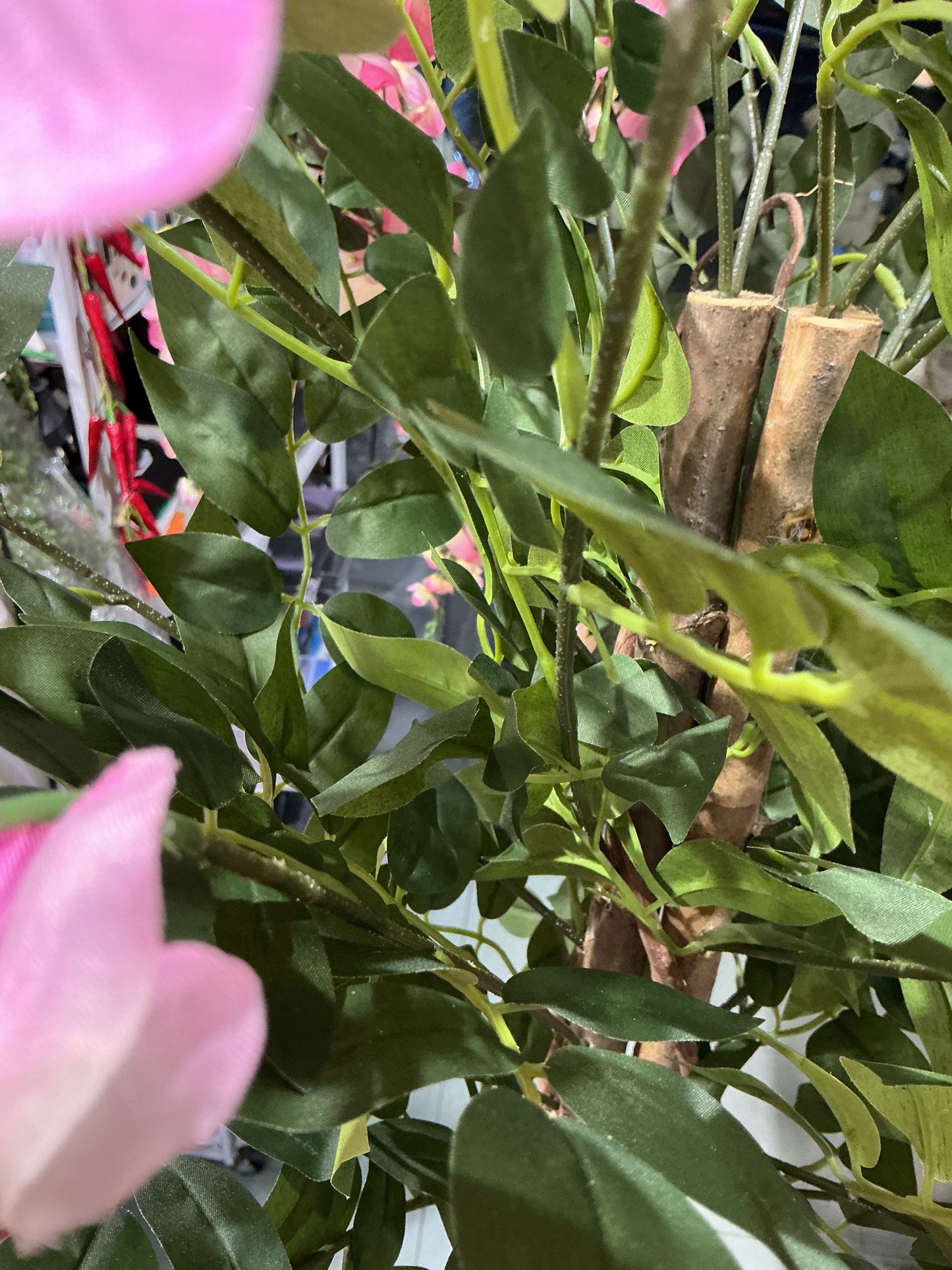 Pianta di glicine 135 cm escluso di vaso