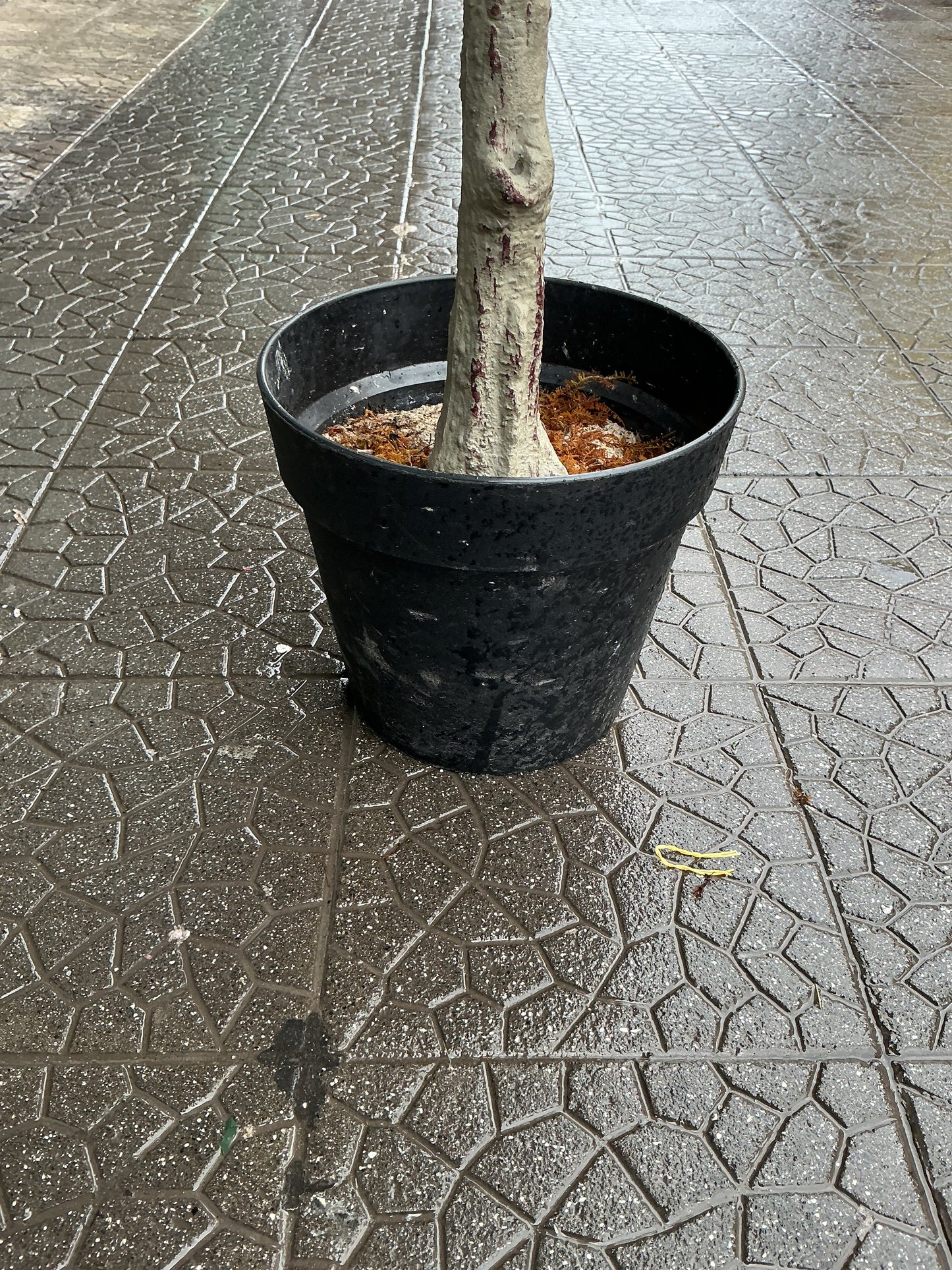 Pianta ulivo 130 cm
