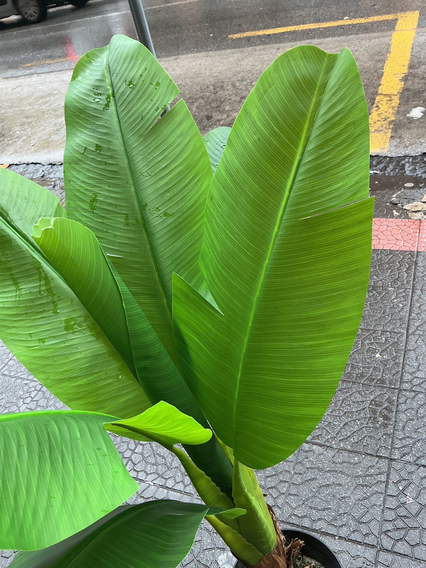 Banano 120 cm 2