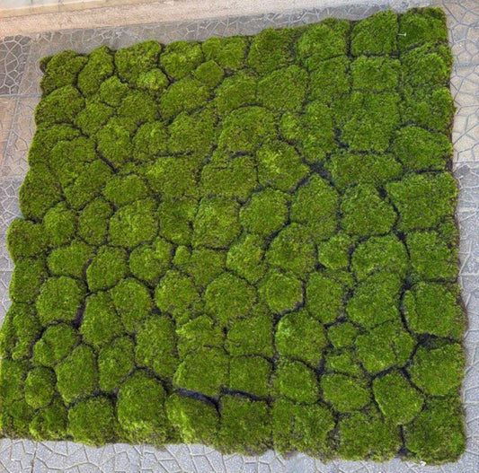 Parete muschio 1 metro x 1 metro
