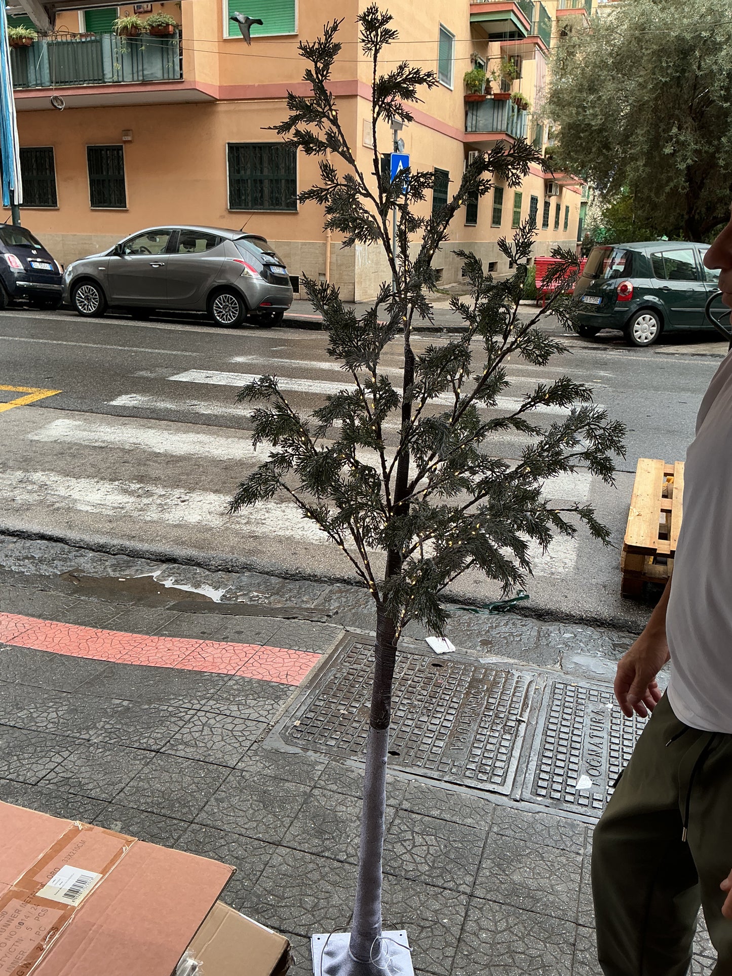 Albero verde