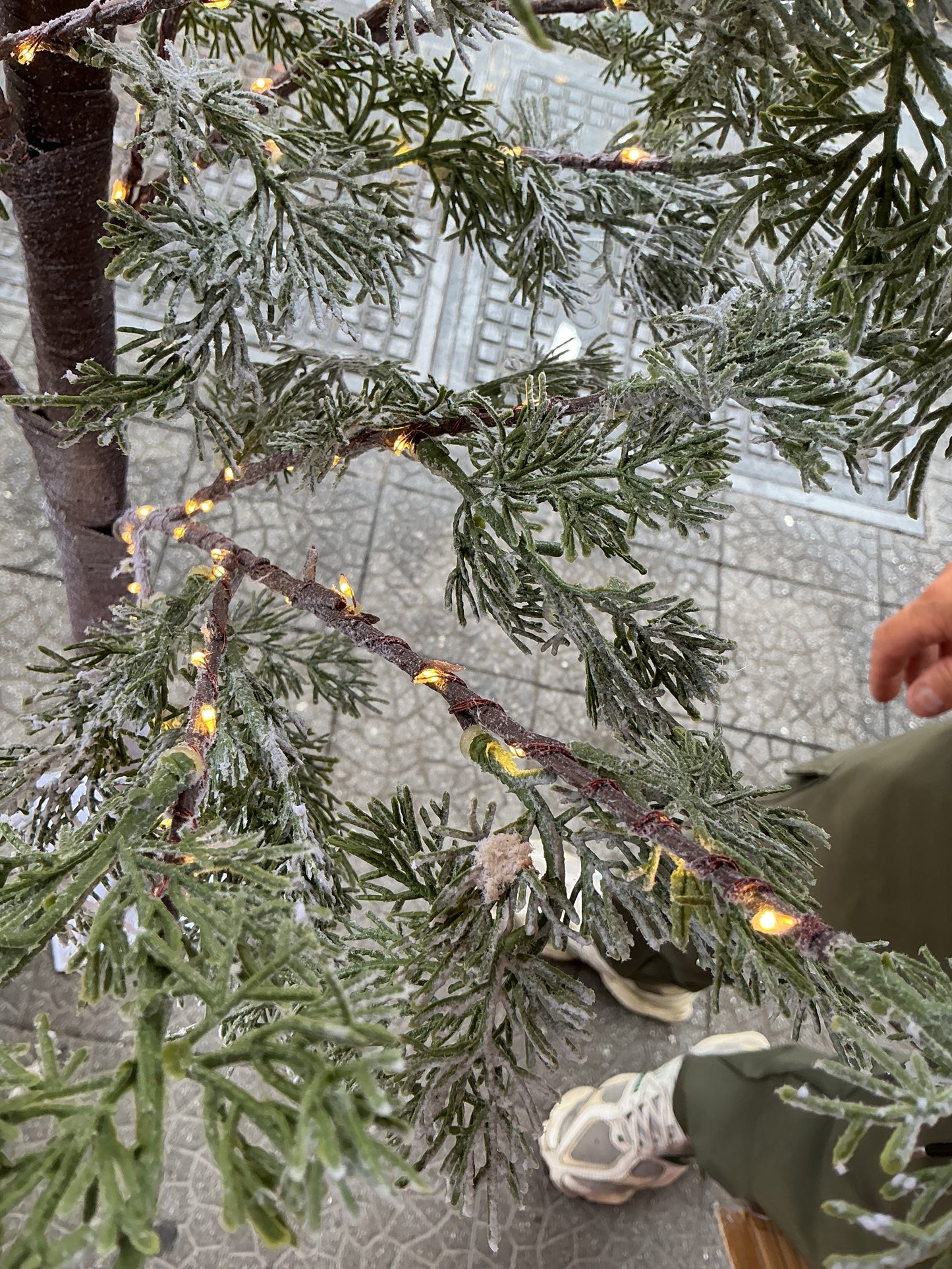 Albero verde