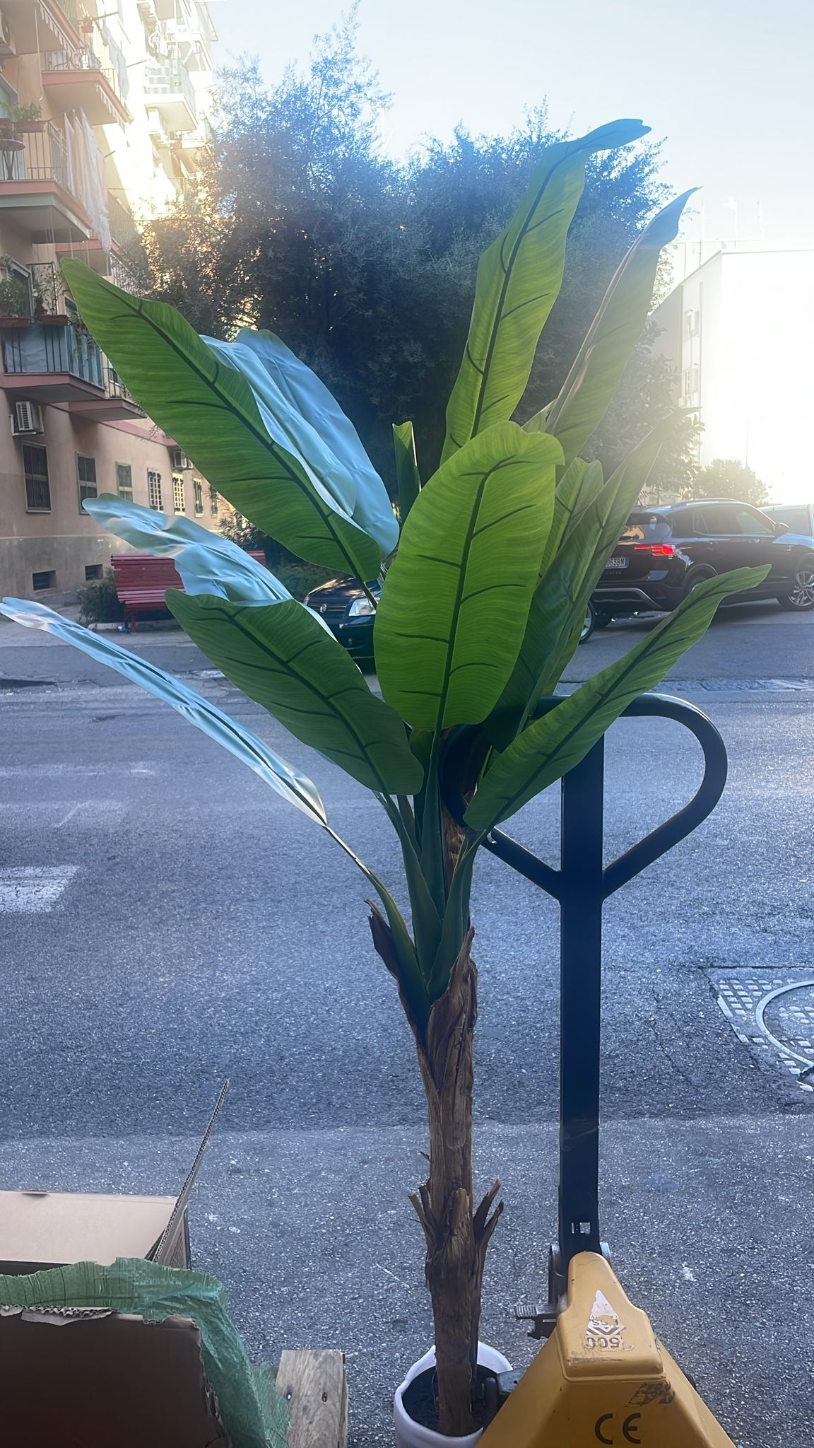 New banano 190 cm