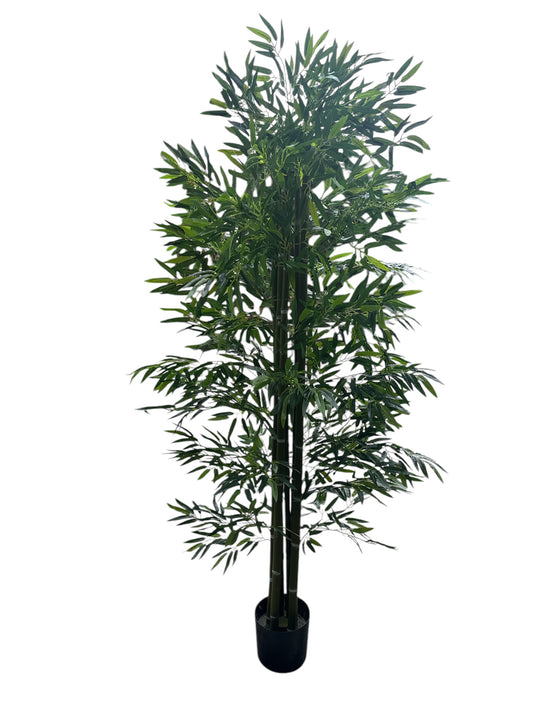 Pianta bambù